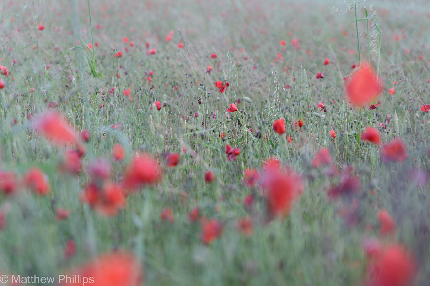 Faded poppies