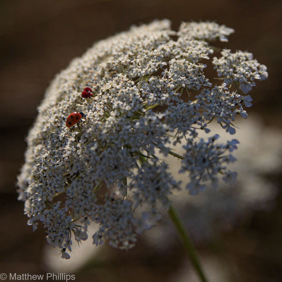 Ladybirds on wild carrot
