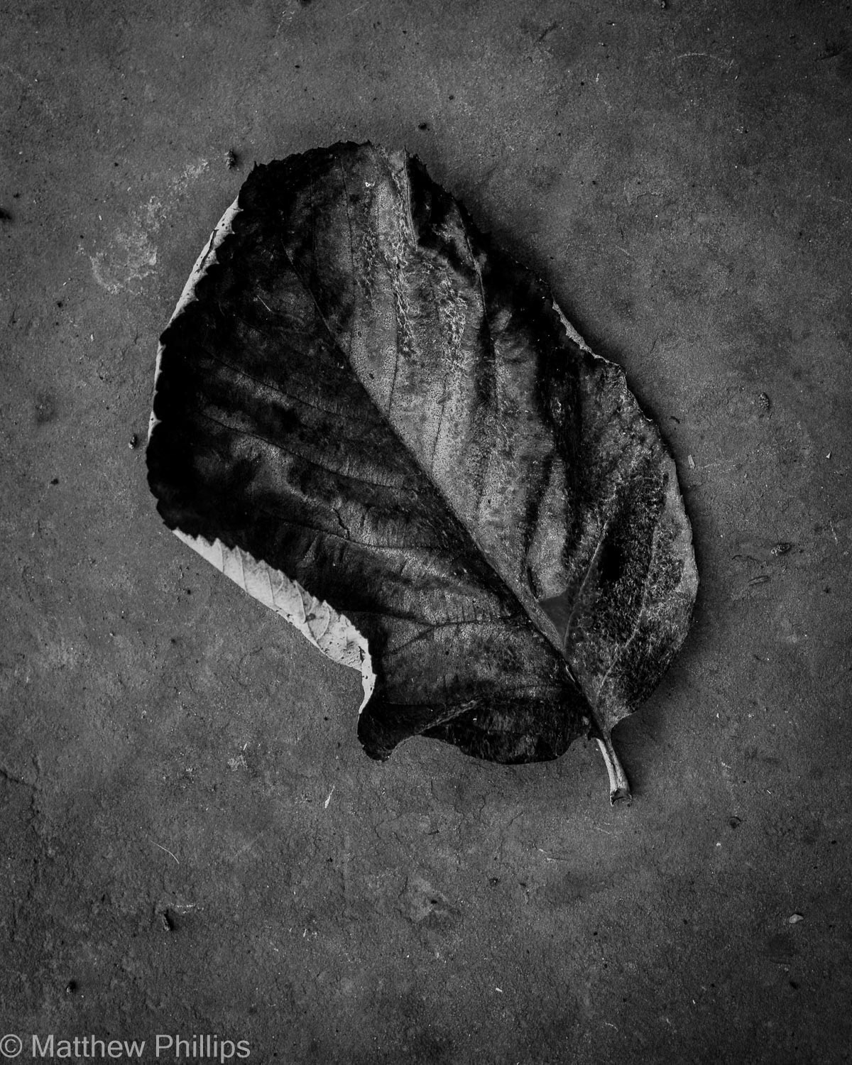 Leaf