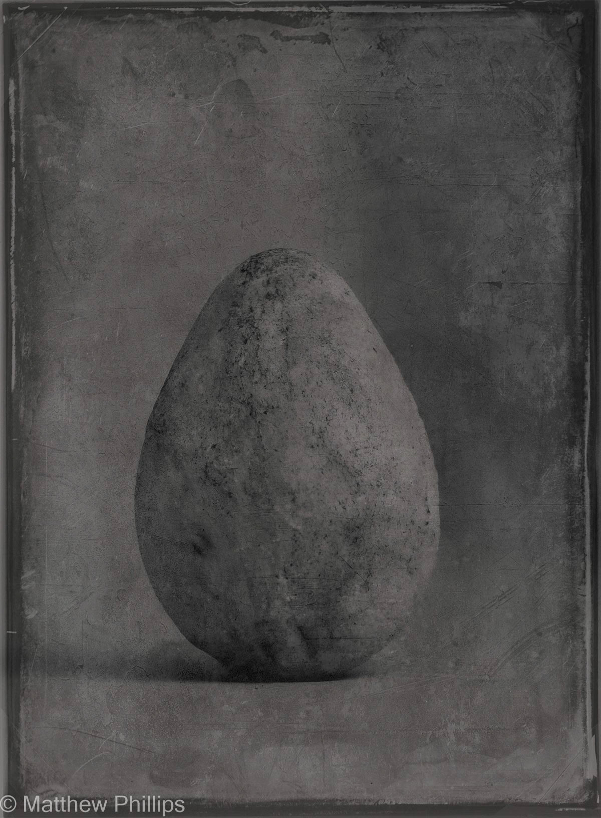 Egg study