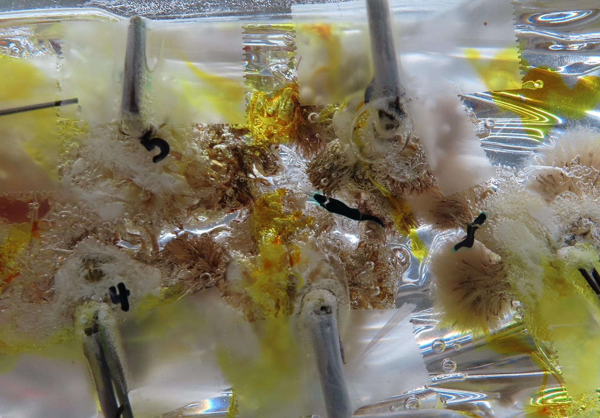 I gathered the wildflowers into small clusters and pulled their stems through holes I had drilled in a panel of acrylic. I taped their stems down to the back of the board and lowered the board into the epoxy-filled mold.