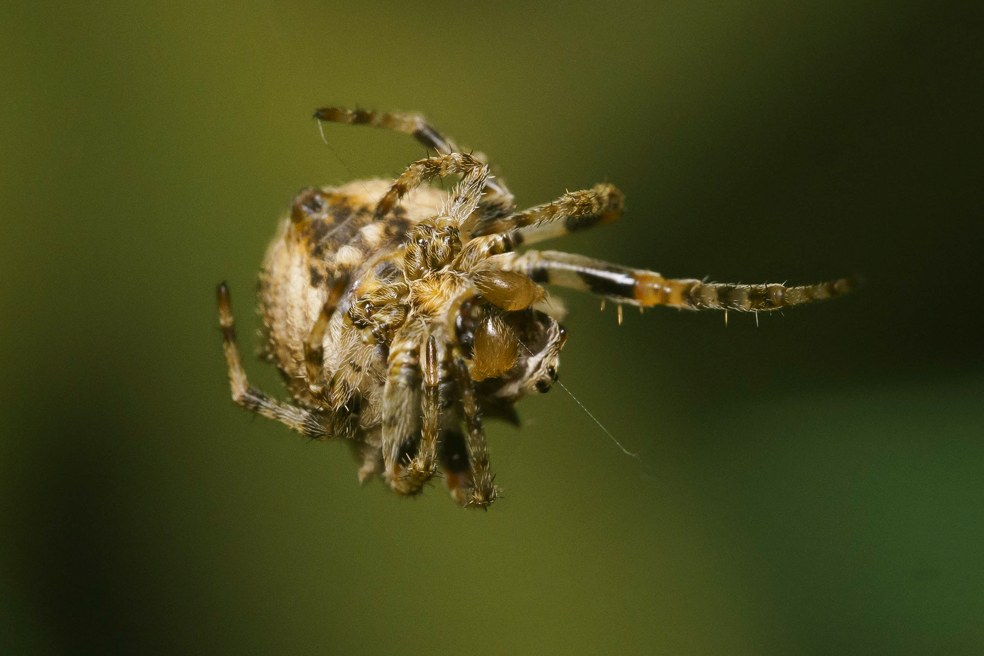 European garden spider
