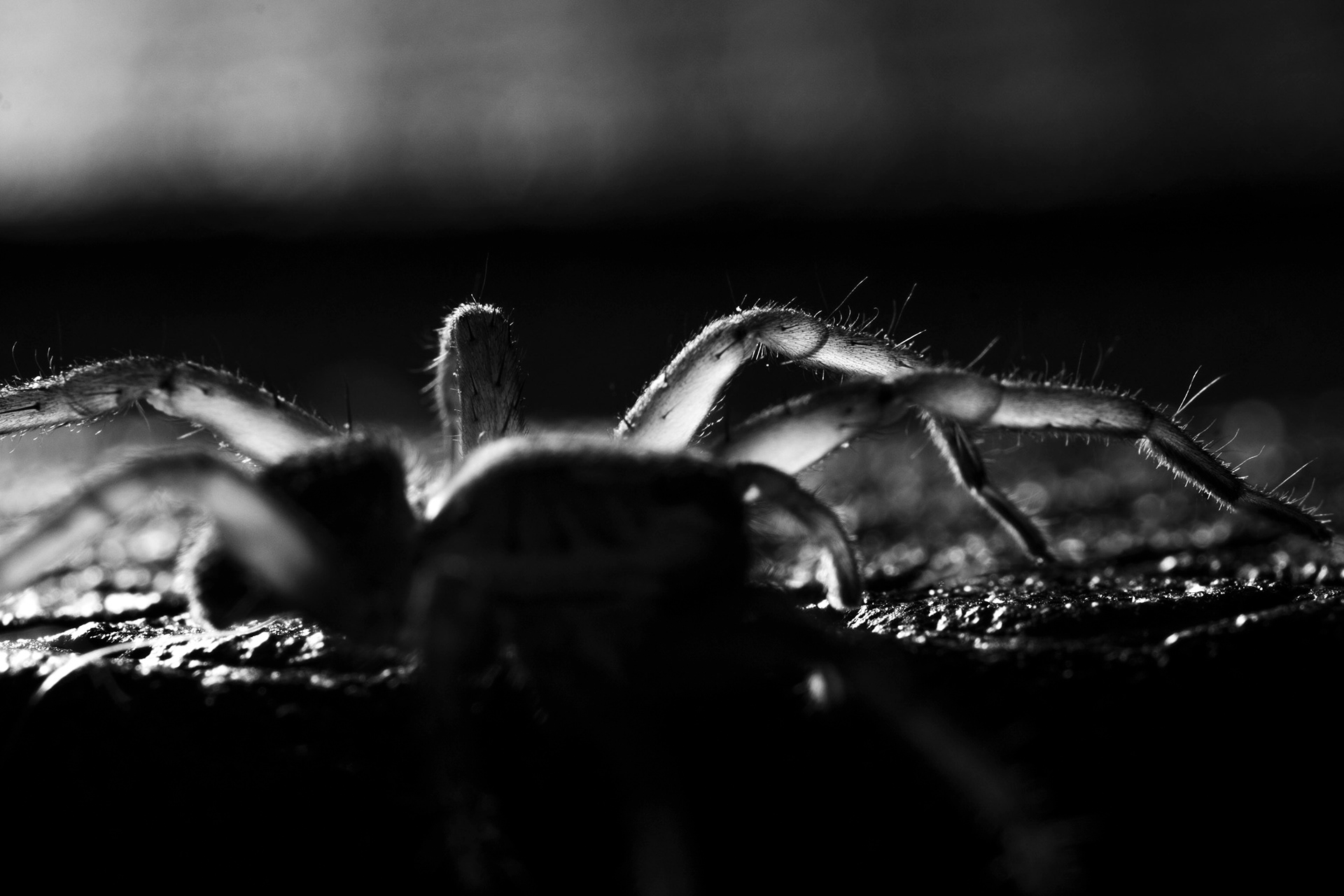 Wolf Spider