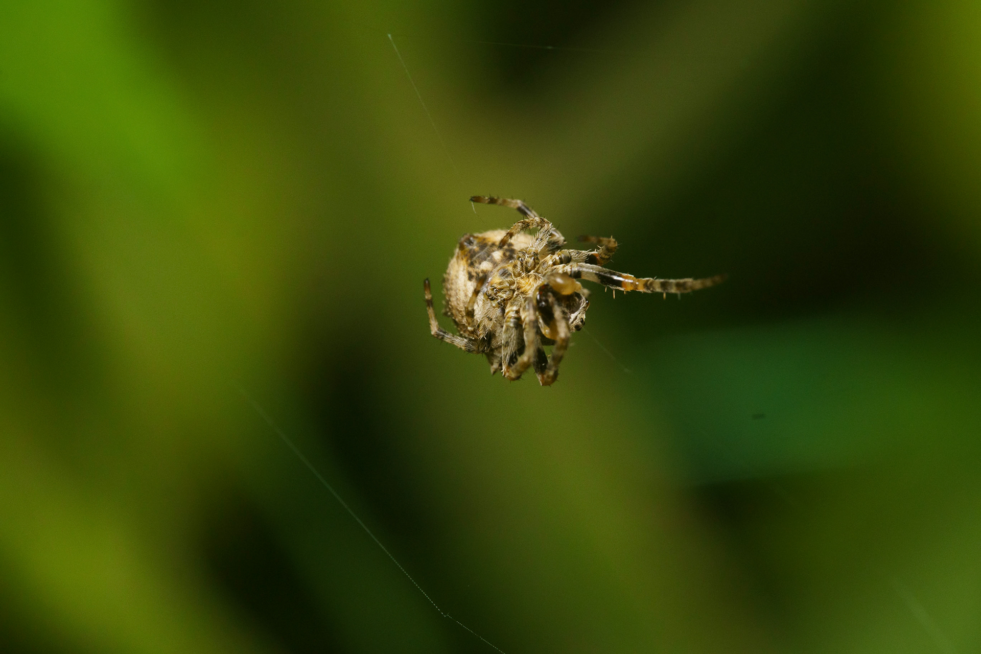European garden spider