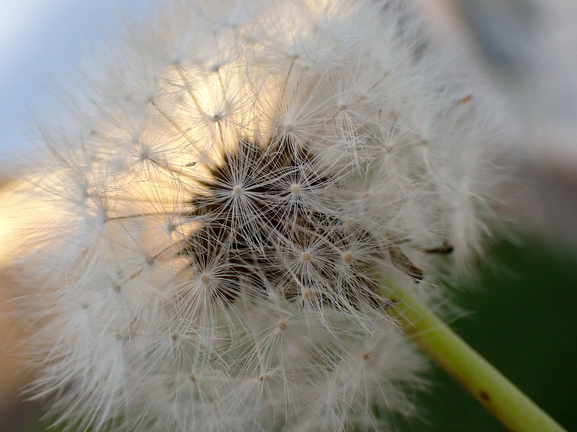 Dandelion