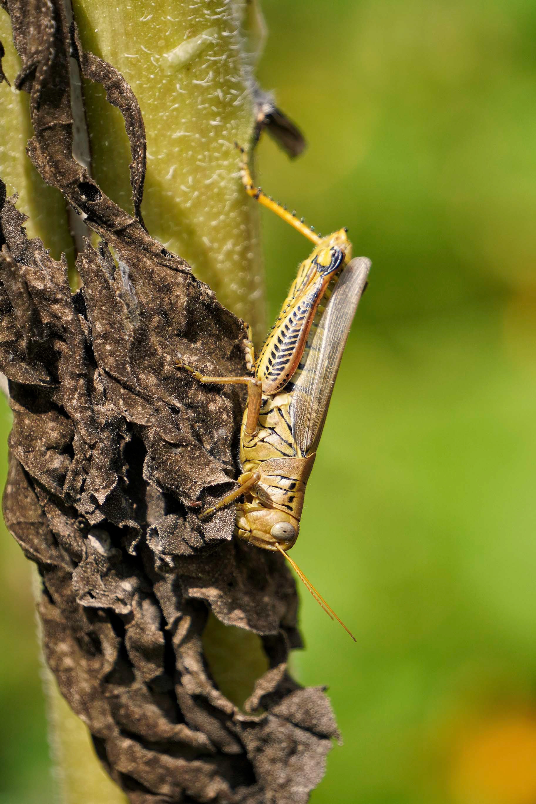 Grasshopper