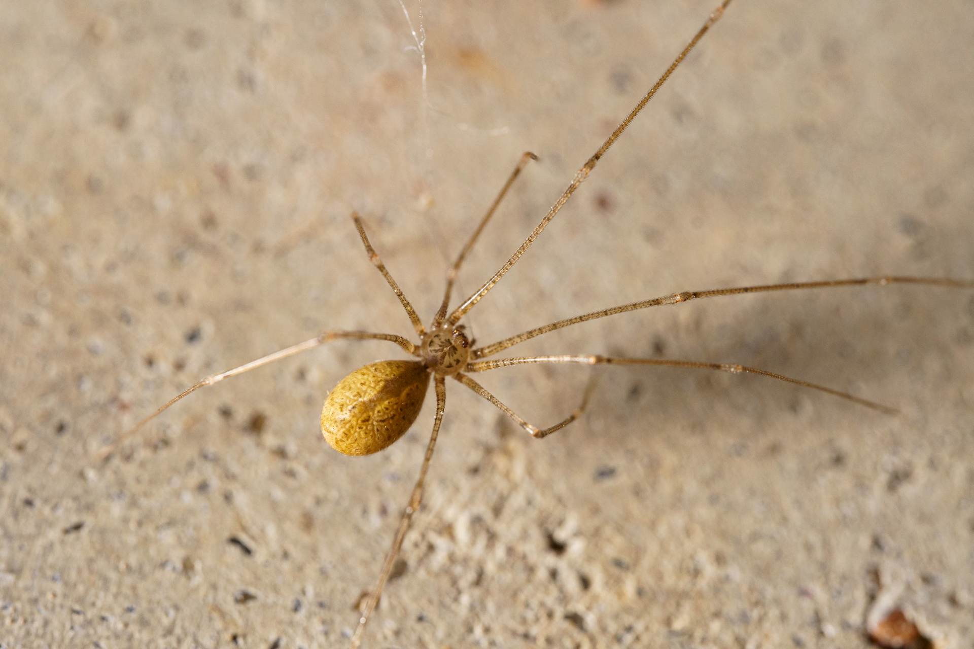 Long Legged Cellar Spider
