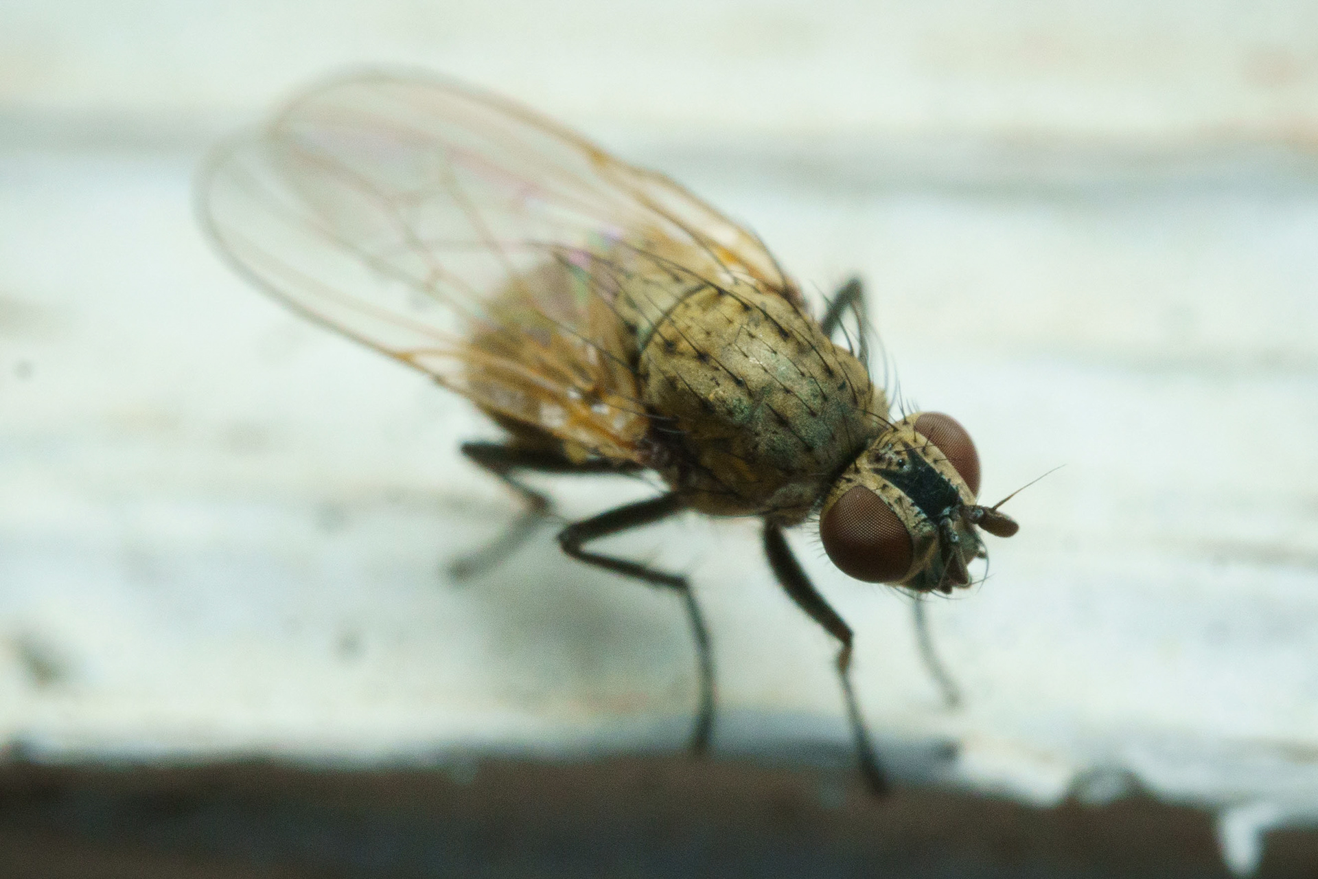 House Fly