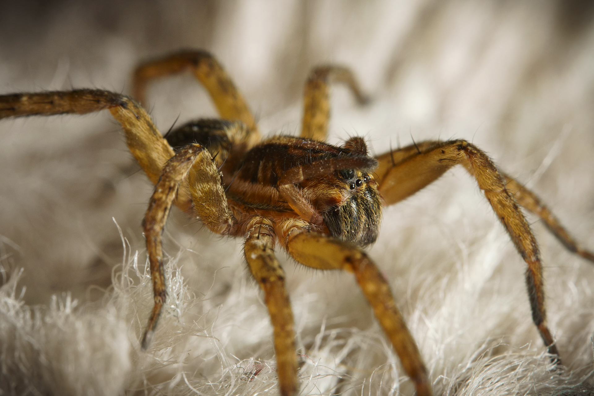 Wolf Spider