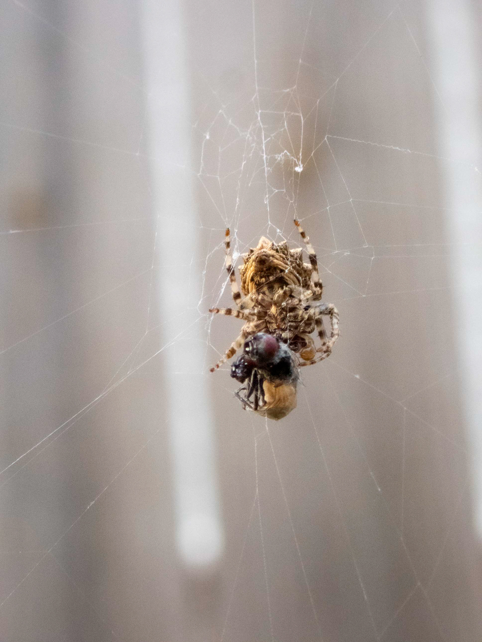 European garden spider