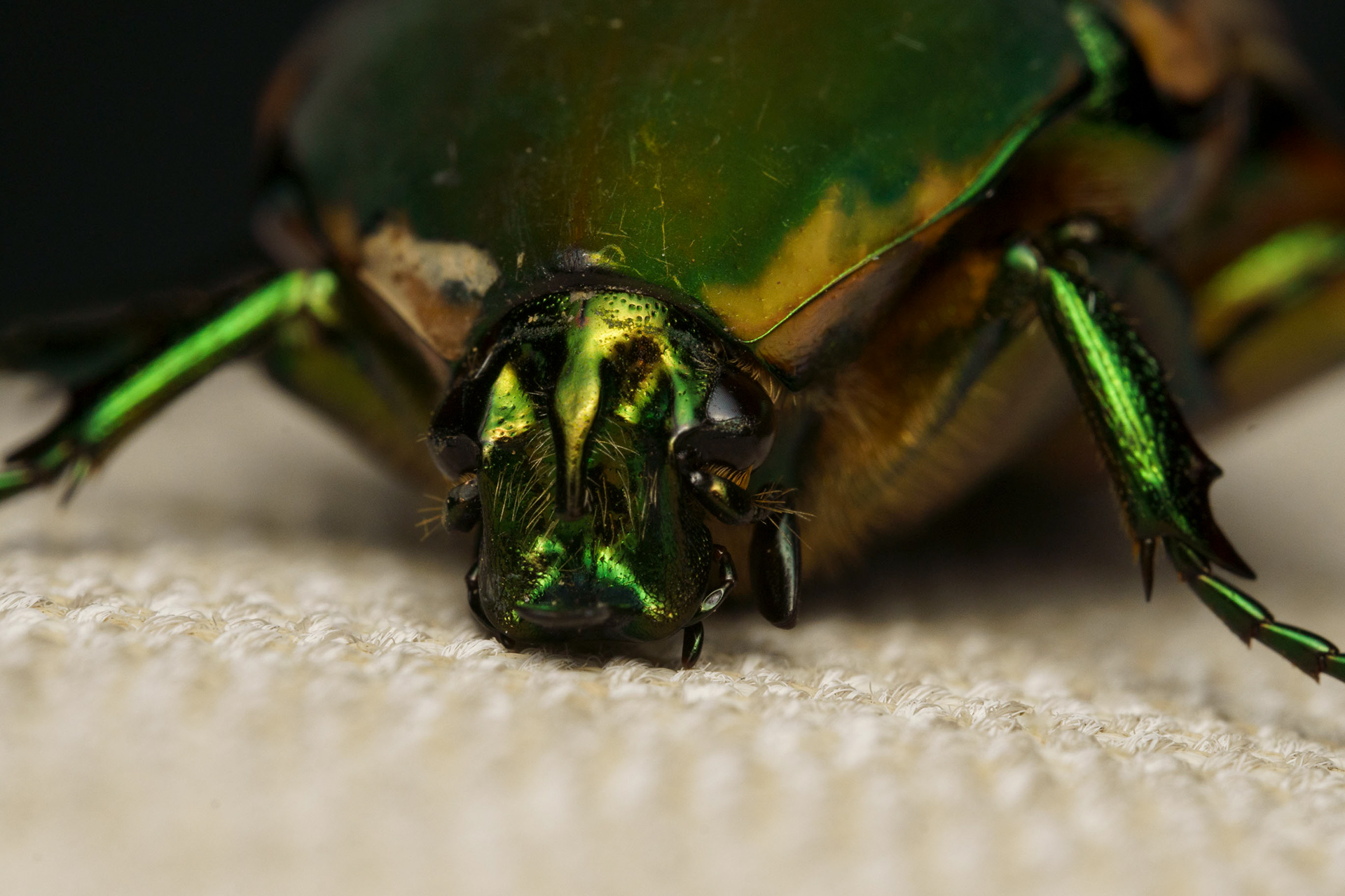 Green June Beetle