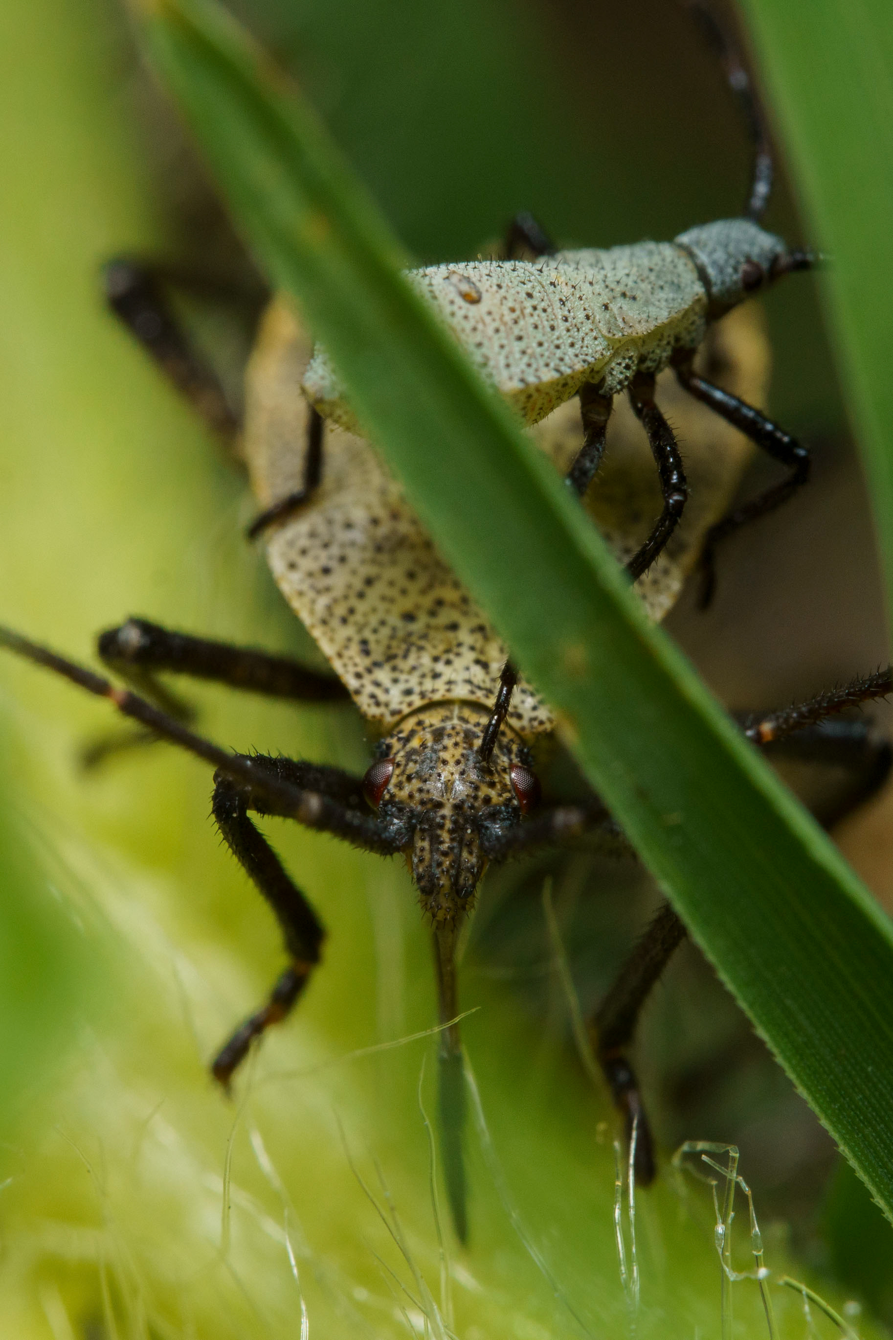 Squash Bug