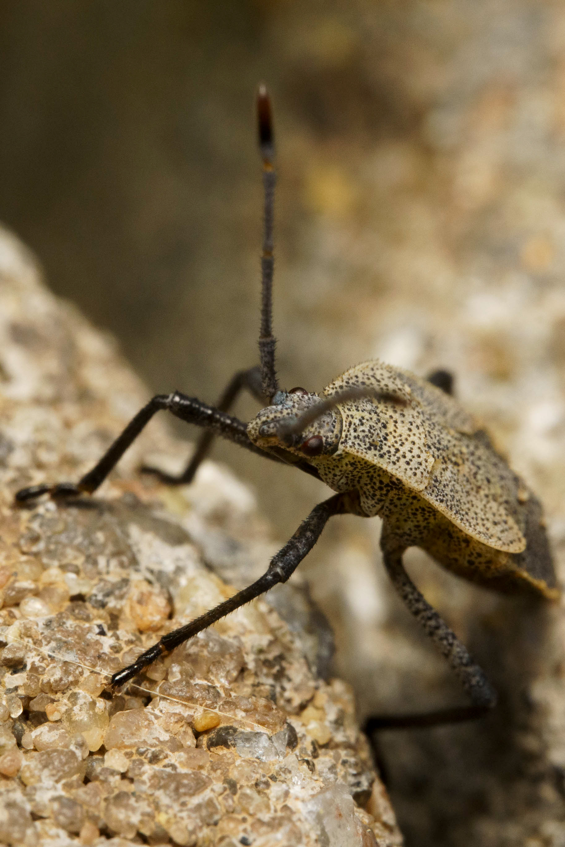 Squash Bug