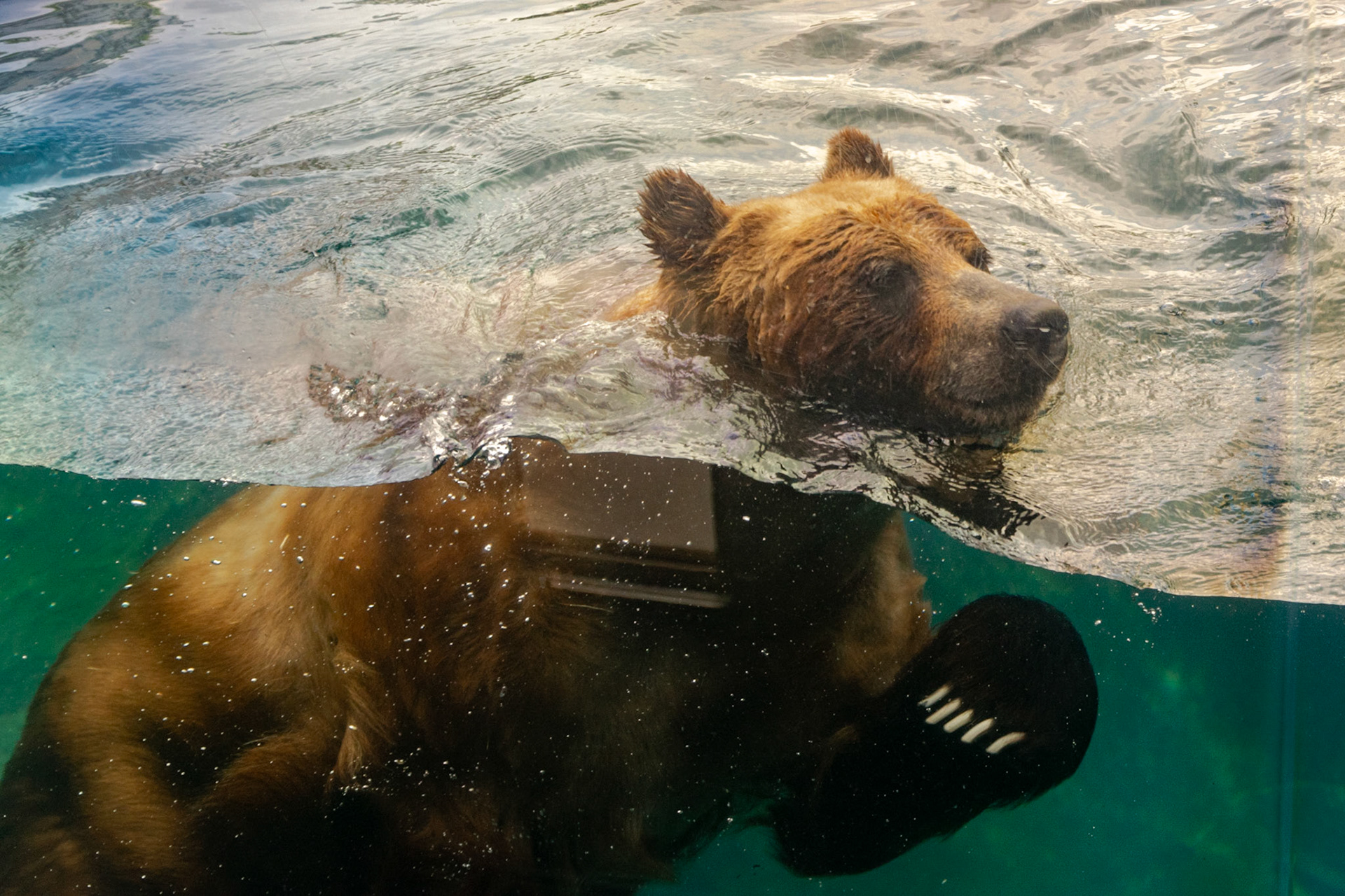 This grizzly was right at home in the water.