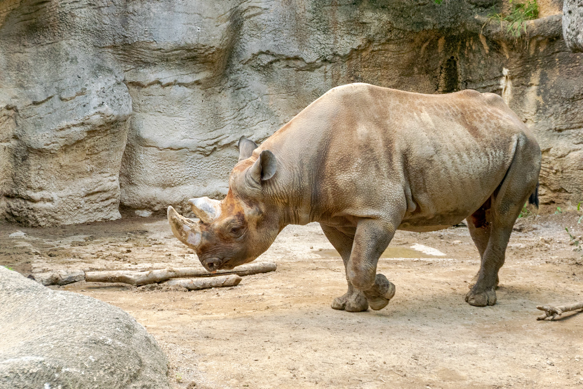 Even rhino's like to catch some rays when the sun's out.
