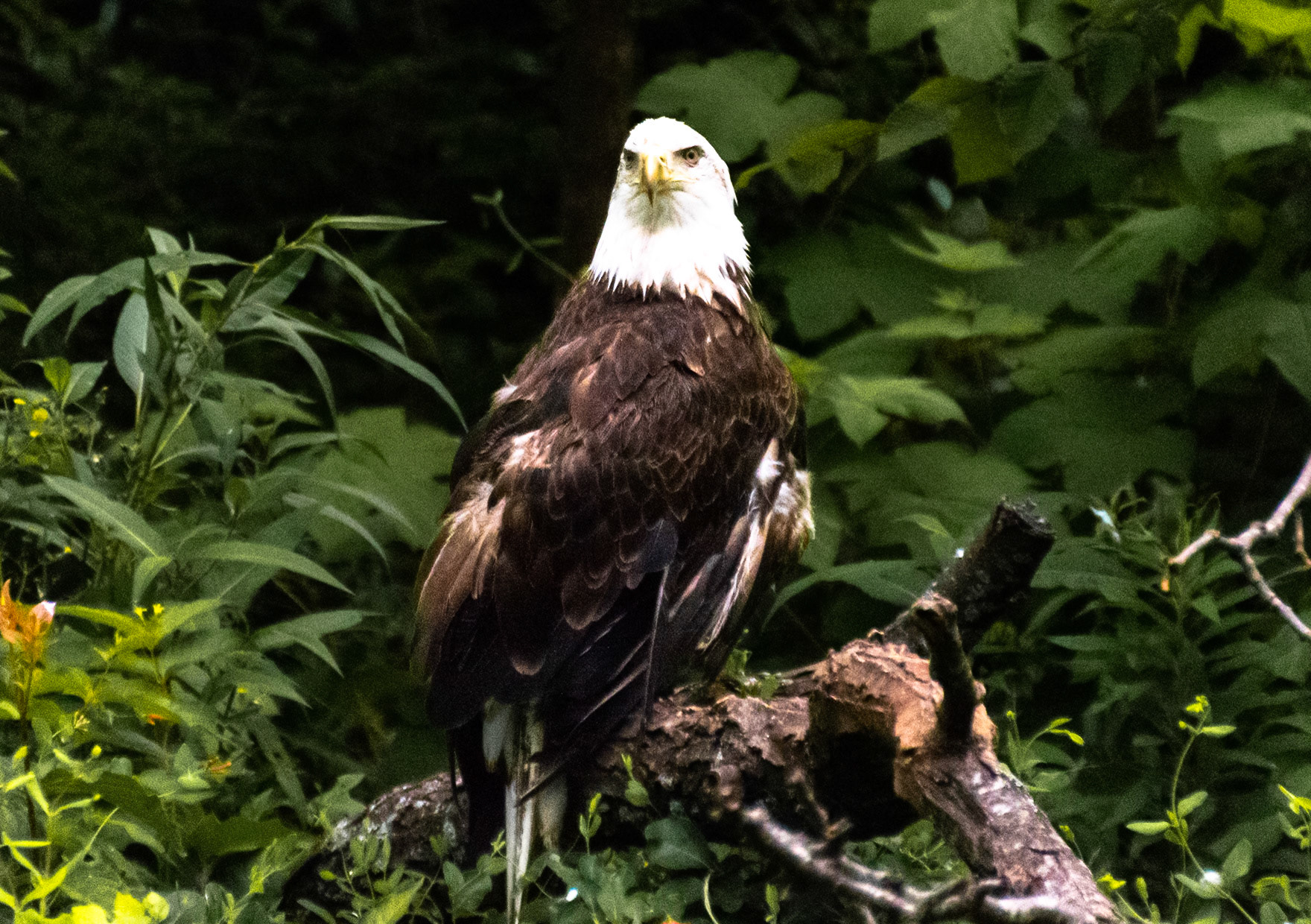 The symbol of America, but did you know that Benjamin Franklin wanted to pick the turkey to be the national bird?