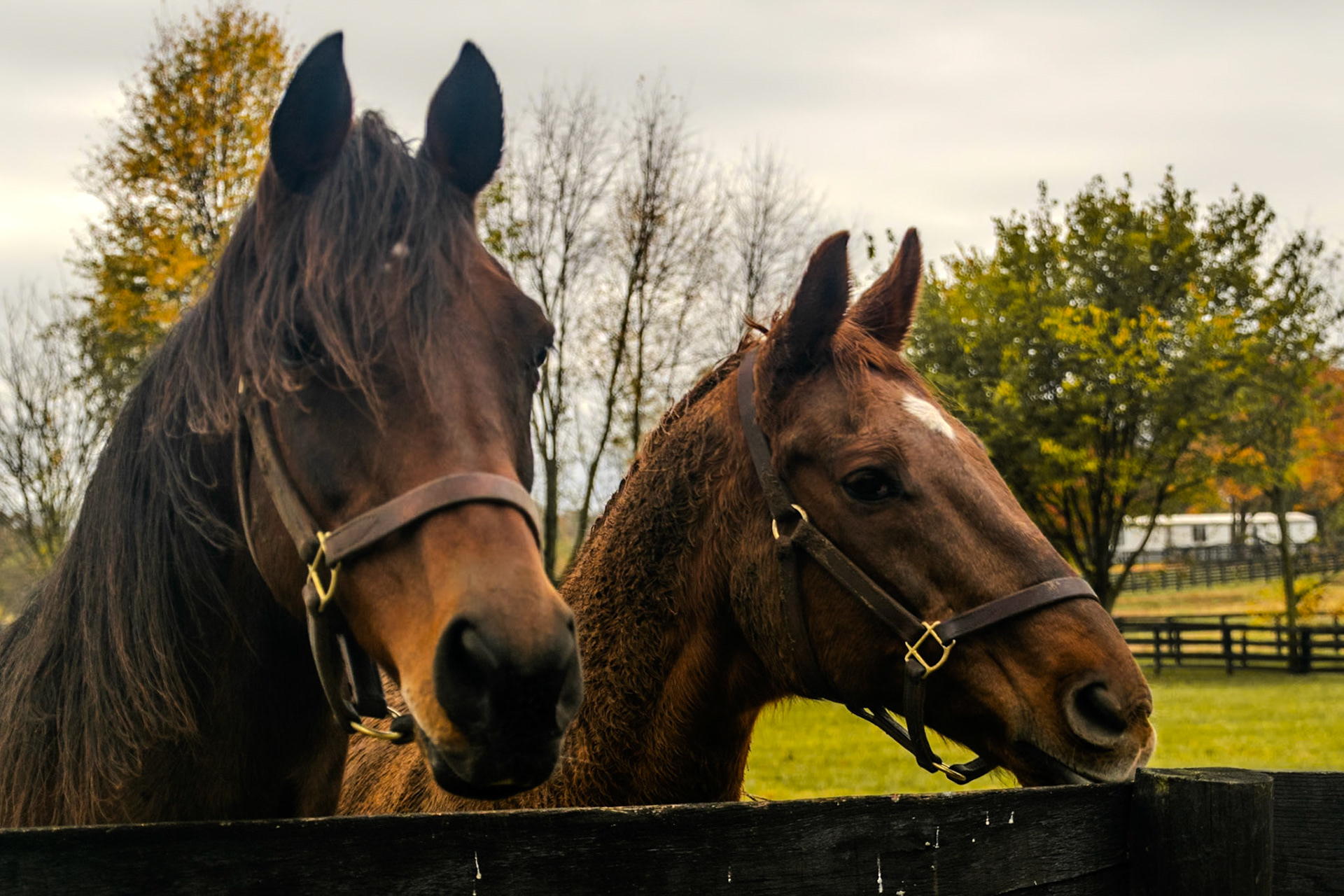 Just two buddies hanging out in their pasture.