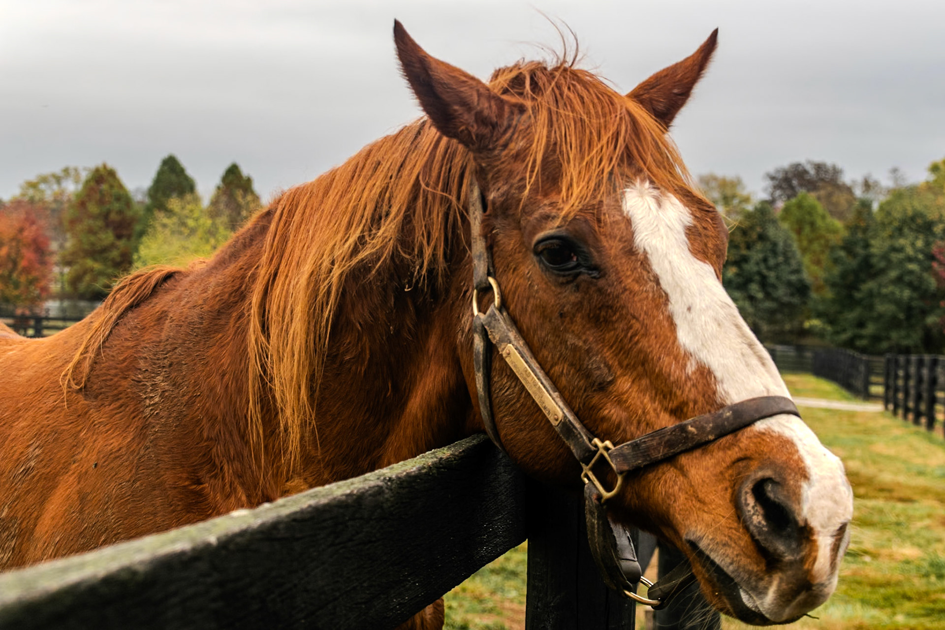IDE was poking his head over his fence to check us out.