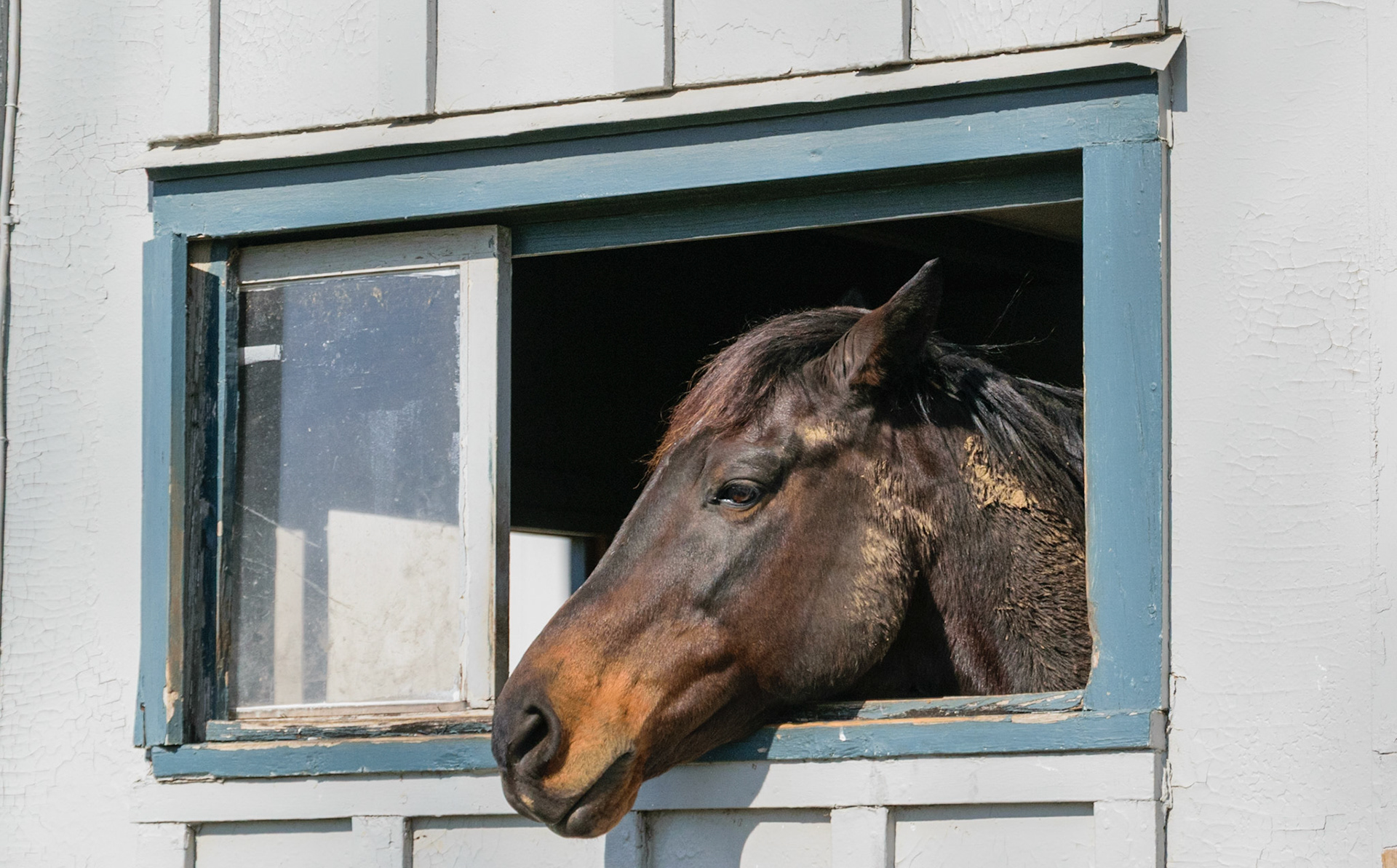 Another champion in the flesh. Go for Gin was enjoying the view from his stall while relaxing in the shade.