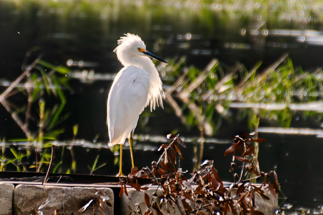 The sun streams through the feathers of this puffed up snowy egret.