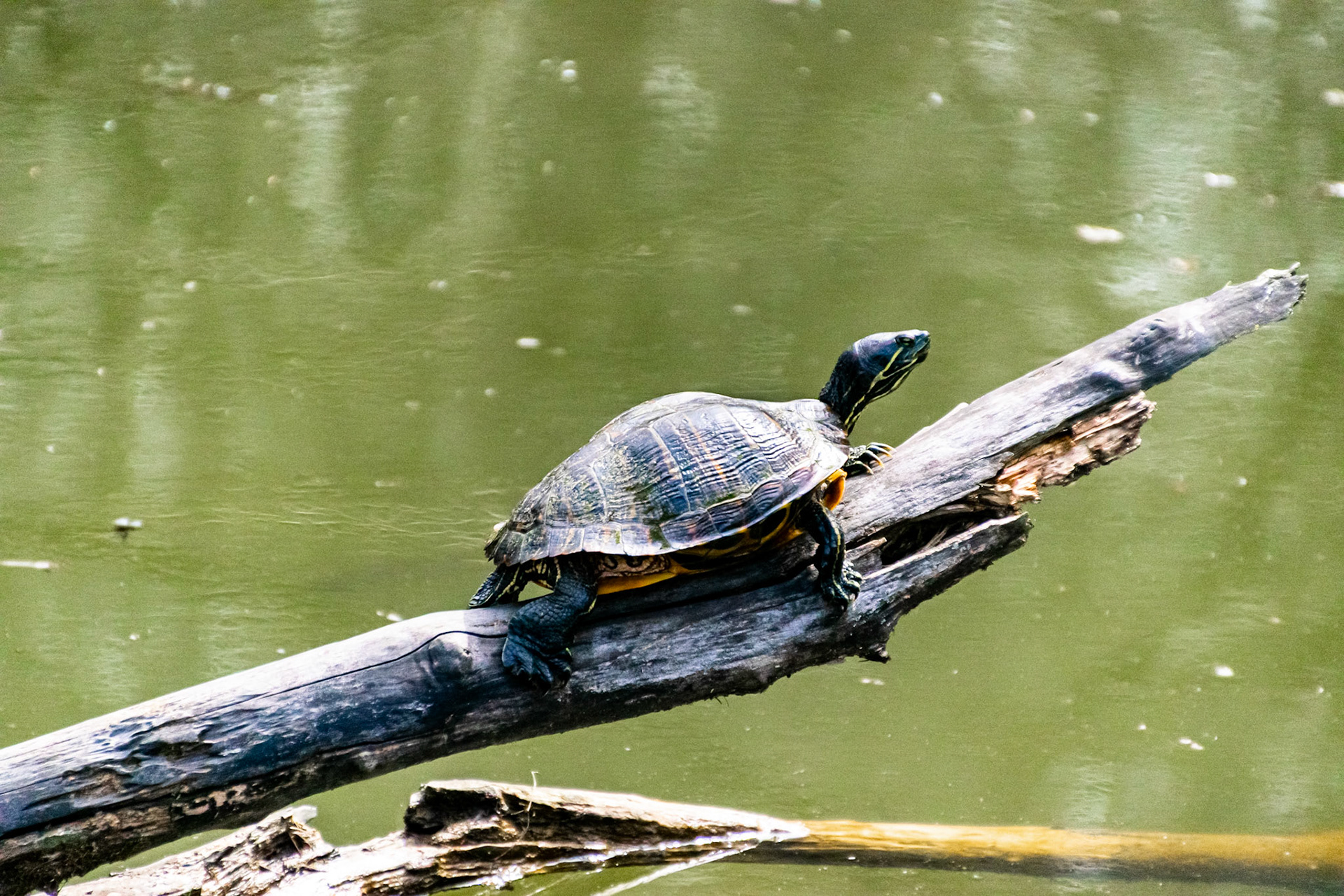This little guy was soaking up some rays on a branch over the lake. He had a few smaller friends who were hanging out nearby.