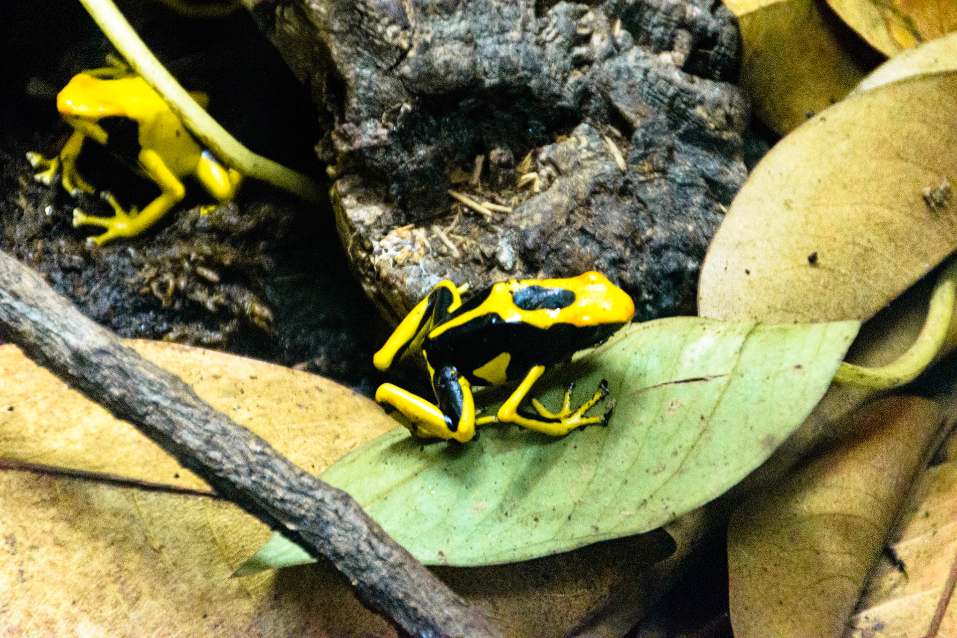 The yello pattern on these frogs indicates how dangerous they are.
