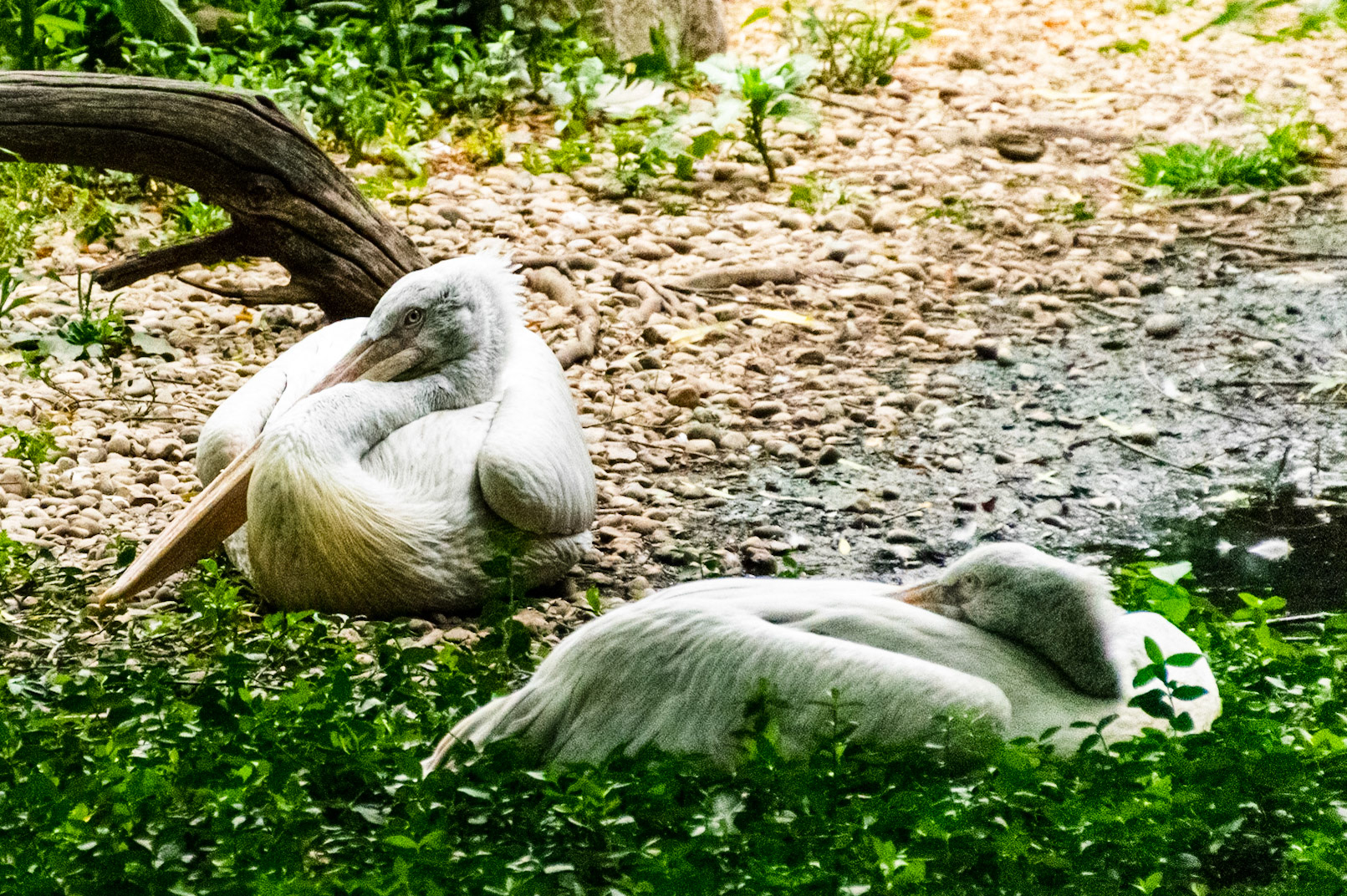 Just a couple of pelicans take a well deserved break in their enclosure on a hot day.