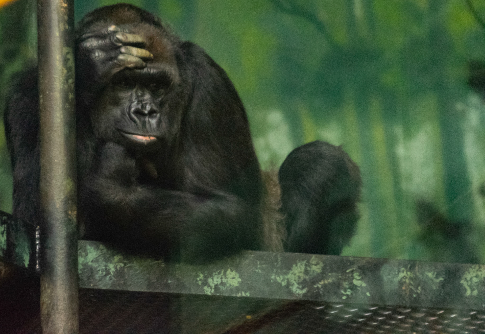 Mom watched over her child as he showed off for all the zoo patrons.