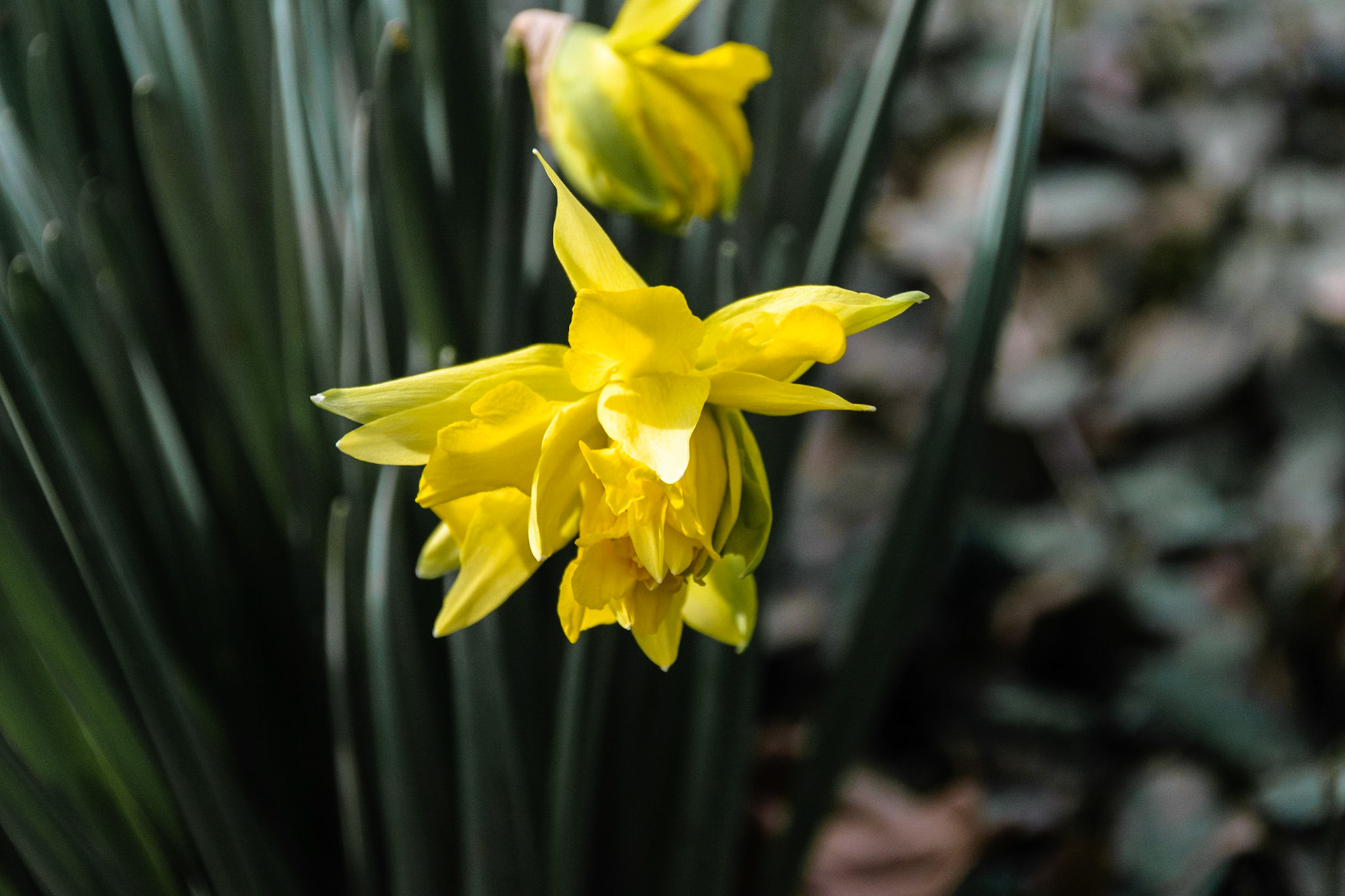 These little tulips were fortelling the arrival of spring.