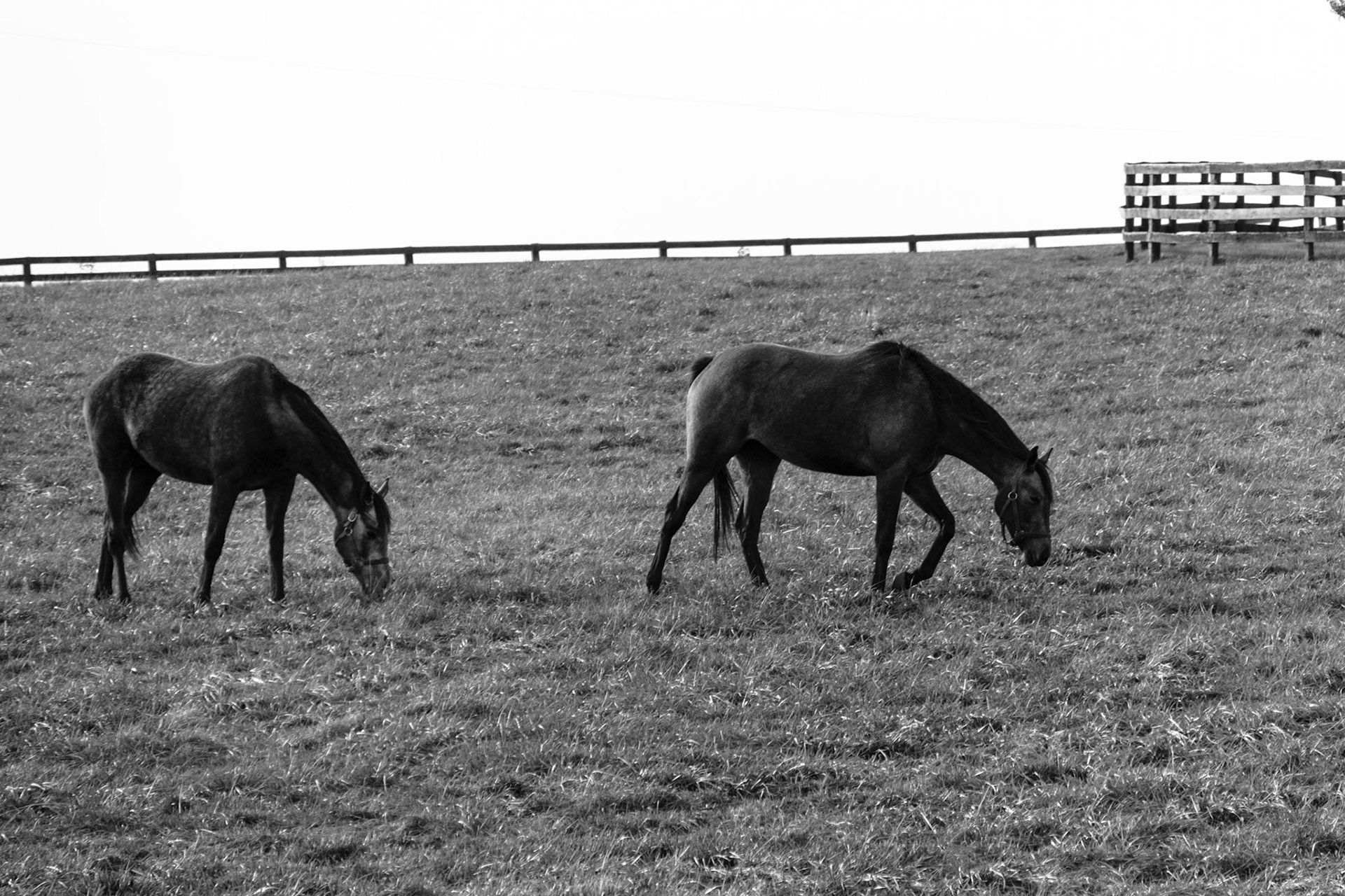 Two horses graze in a pasture.