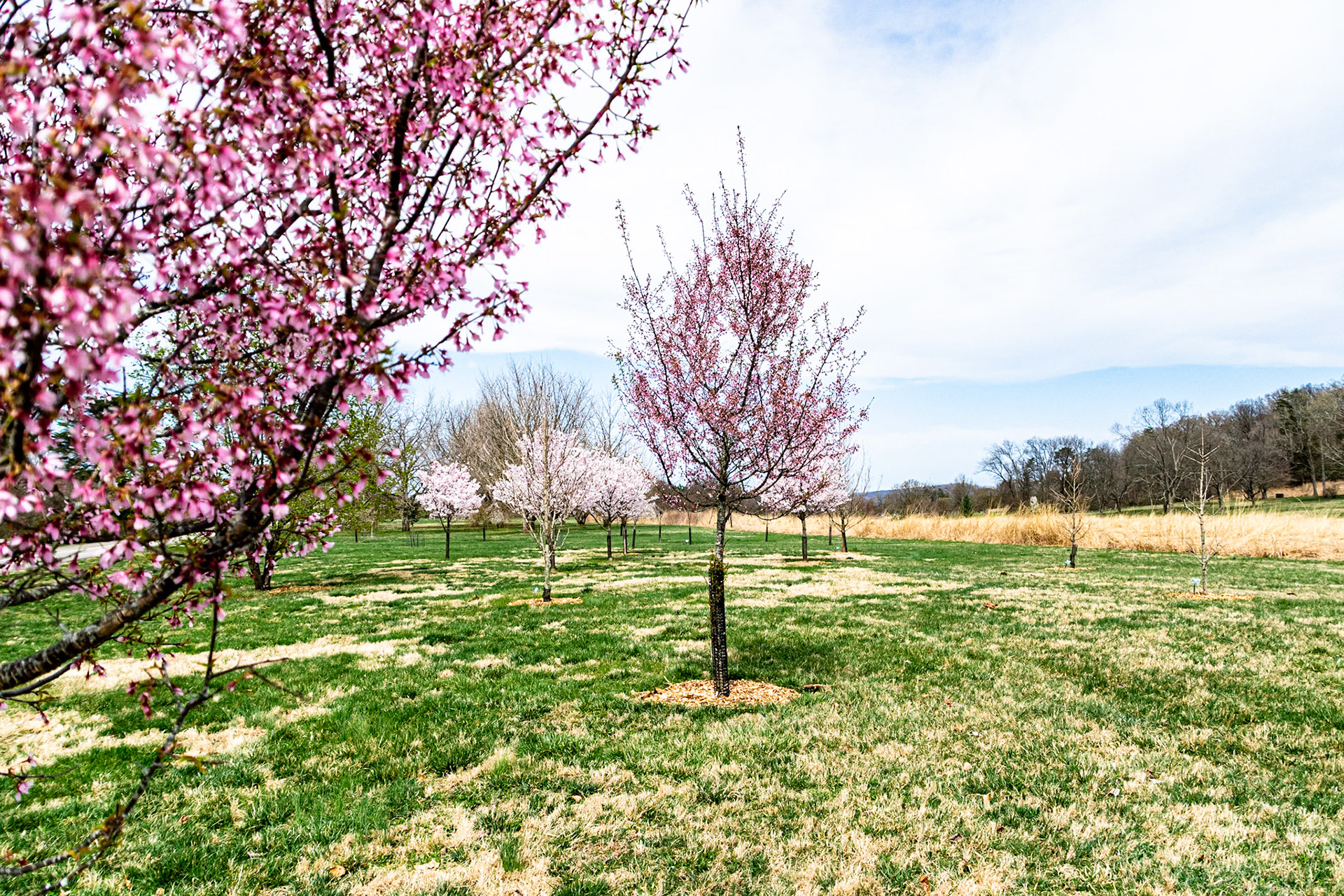 A sure sign of spring was seeing these pink trees in bloom.