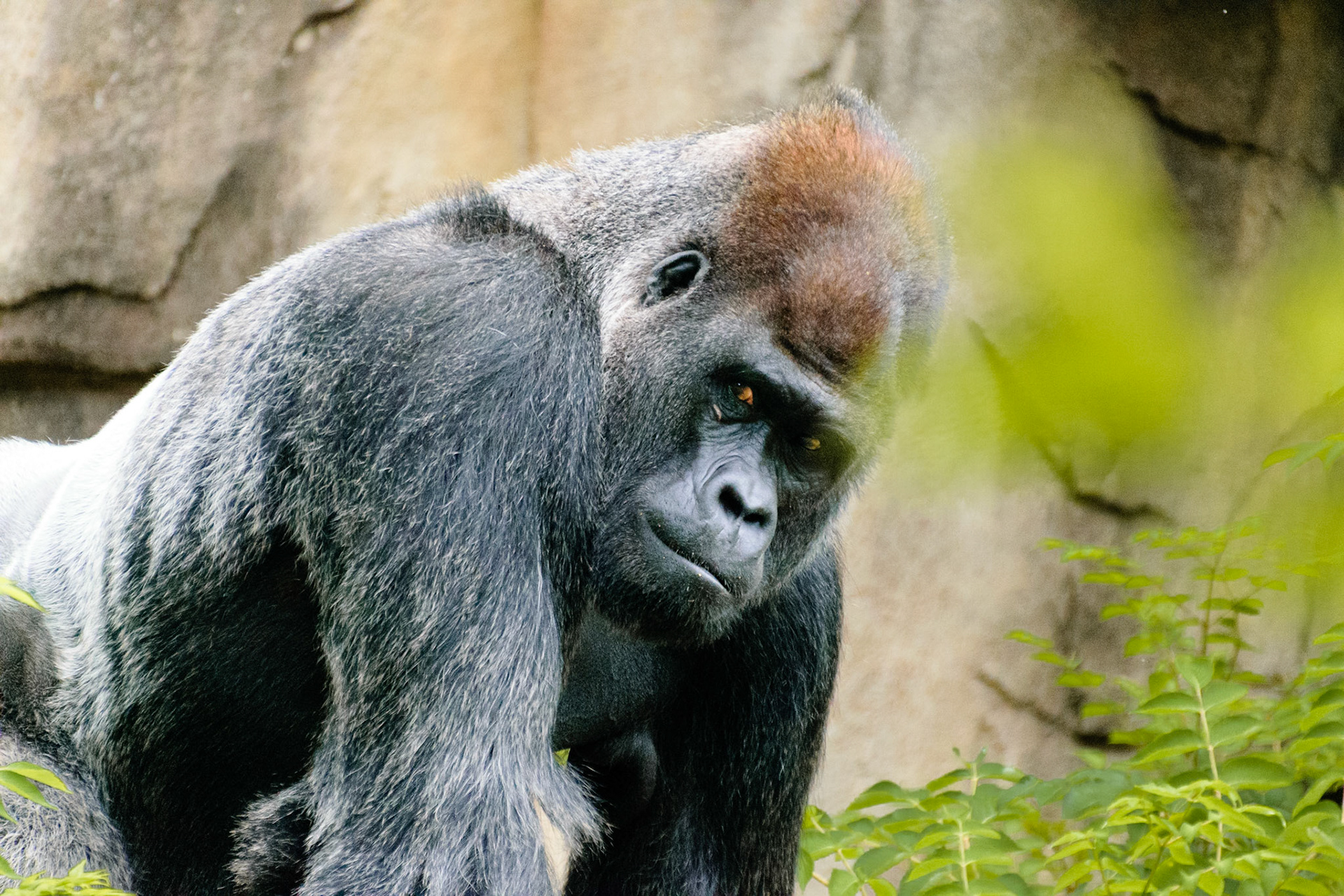 This powerful gorilla gently looks at the people around his pen.