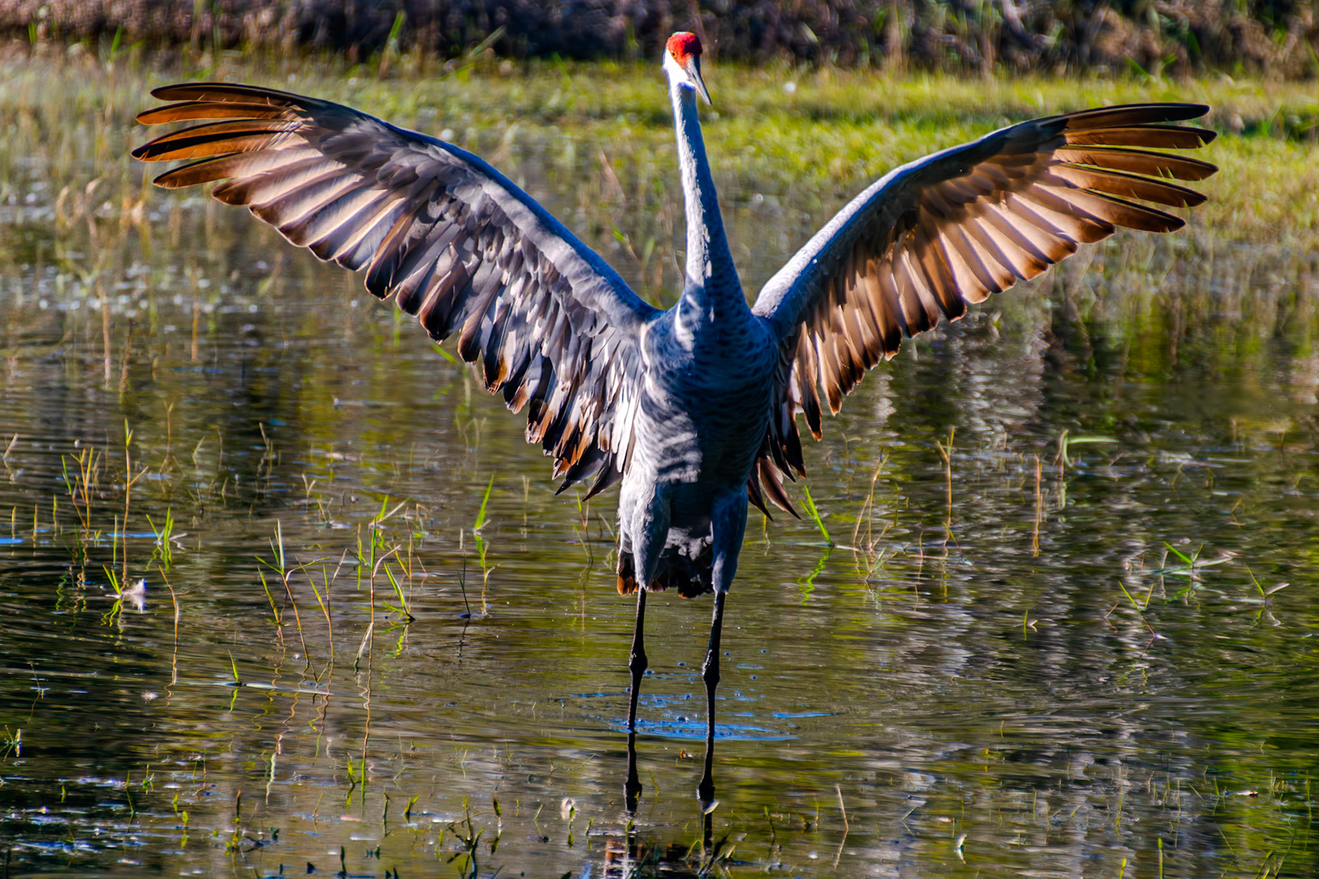 A sandhill crane shows of its impressive wingspan.