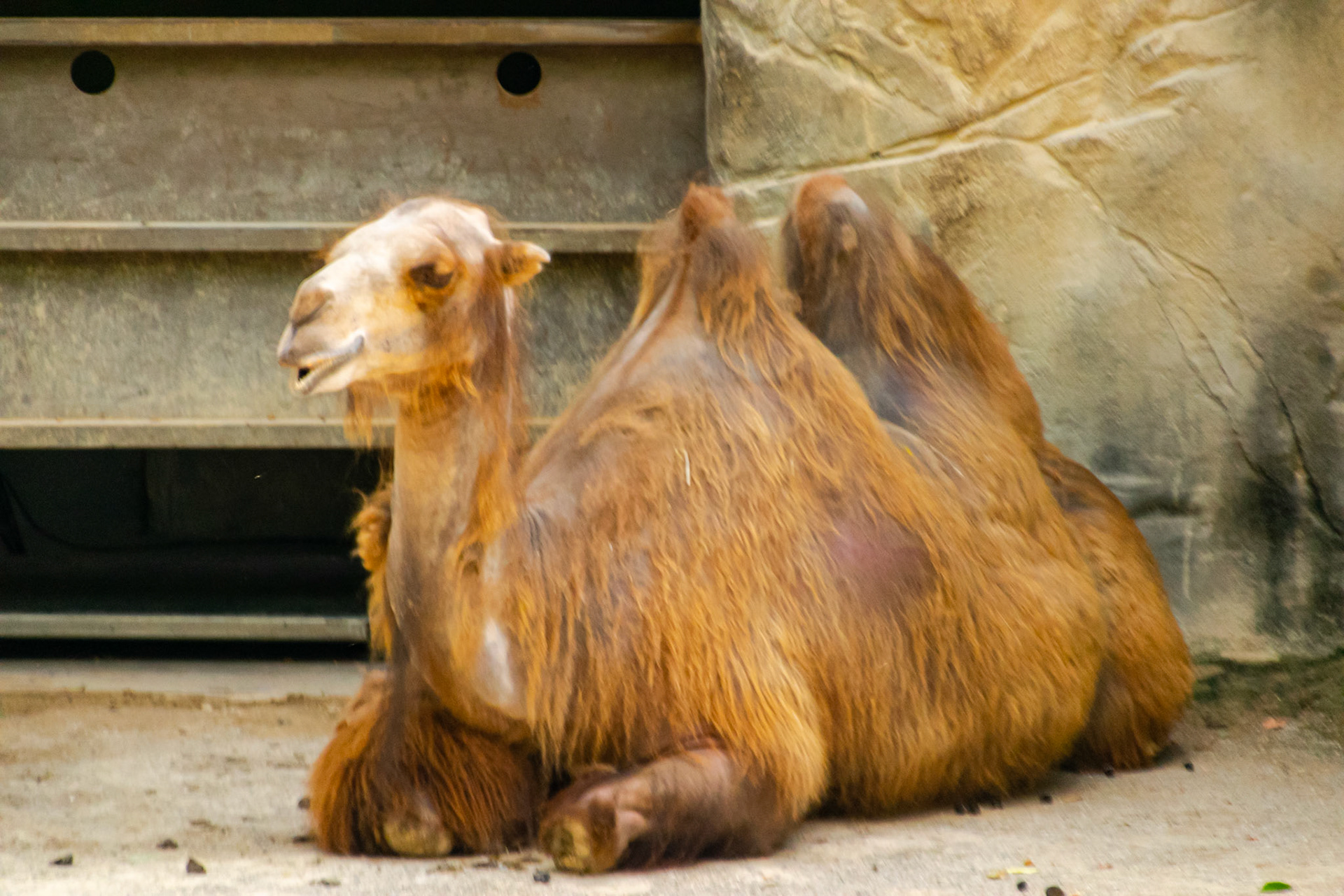 This camel had a long day of meeting zoo patrons.