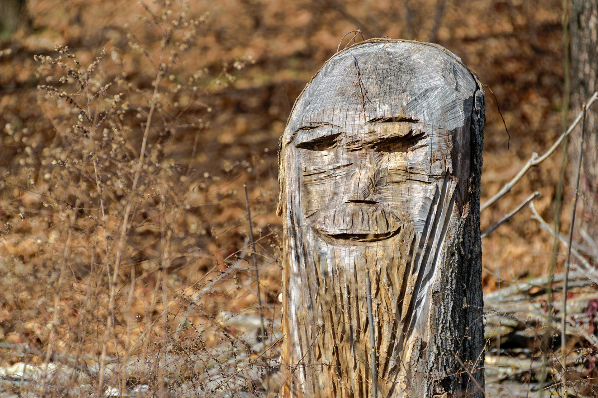Someone has carved a face into one of the stumps.