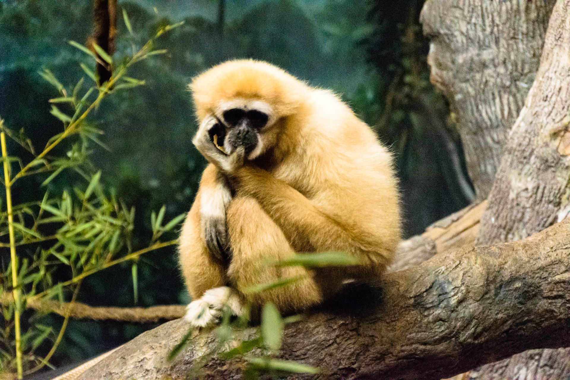 A gibon takes a rest on a tree branch.