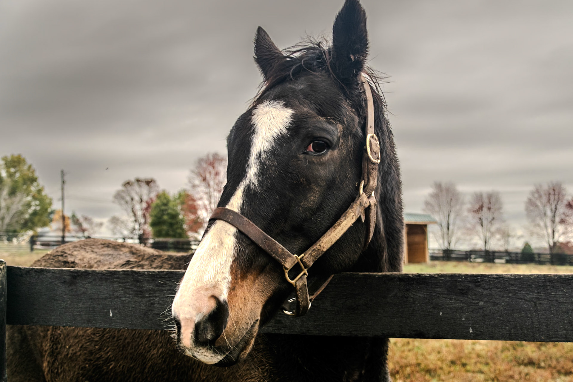 Lava Man was what was called a coach horse. He would help other younger racers feel more confident as they took to the track on race day.