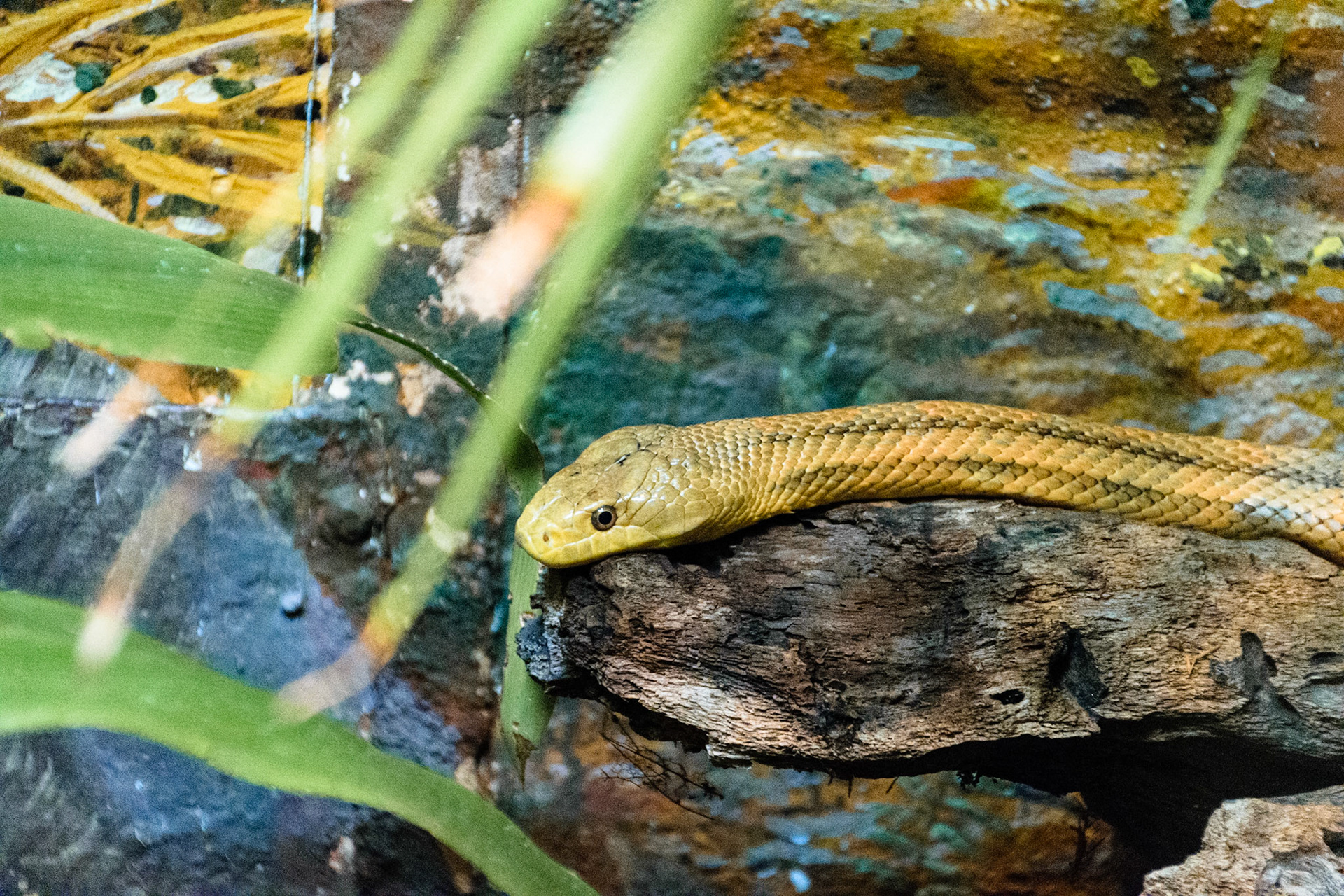 A snake takes a break by a small pool.