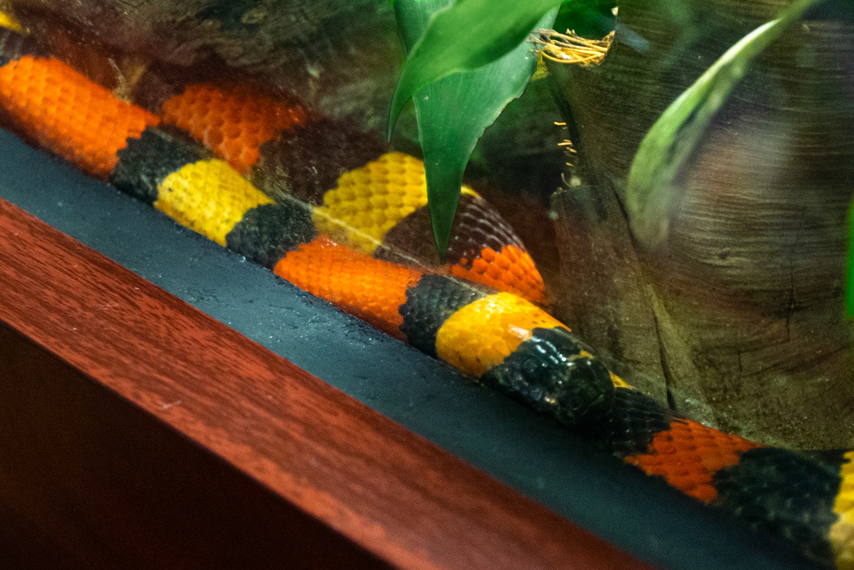 This non-venomous guy is doing his best impression of his venomous counterpart, the Eastern Coral Snake. Remember, red touches yellow will kill a fellow, but red touches black is a friend of Jack.