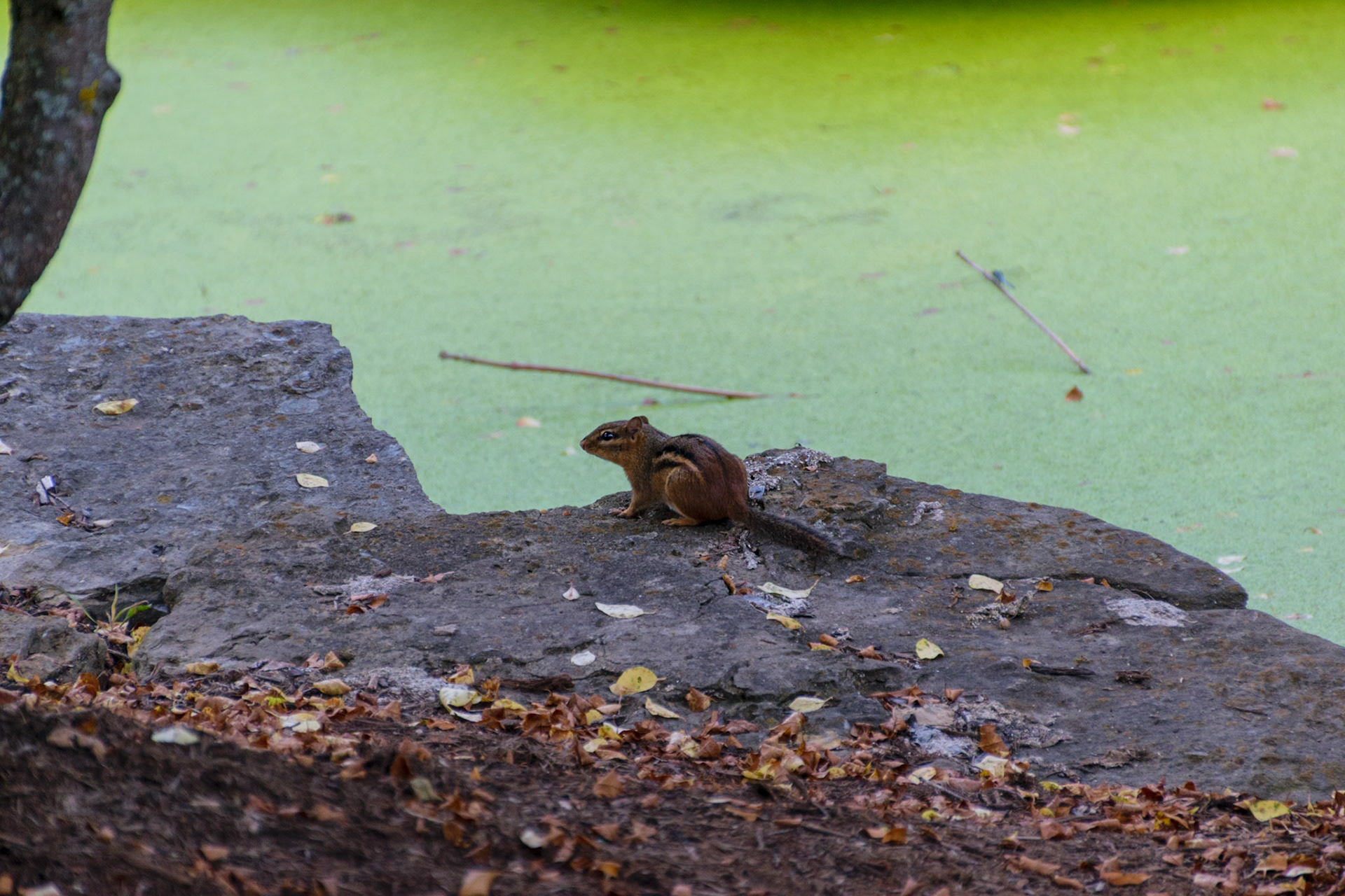 A chipmunk takes a breather next to the very green pool.