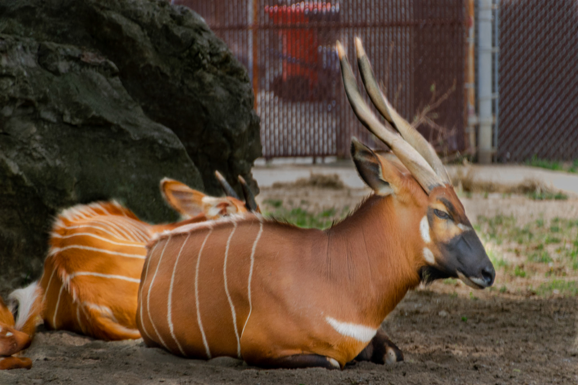 The nyala were taking a rest in the shade of thier exibit after lunch.
