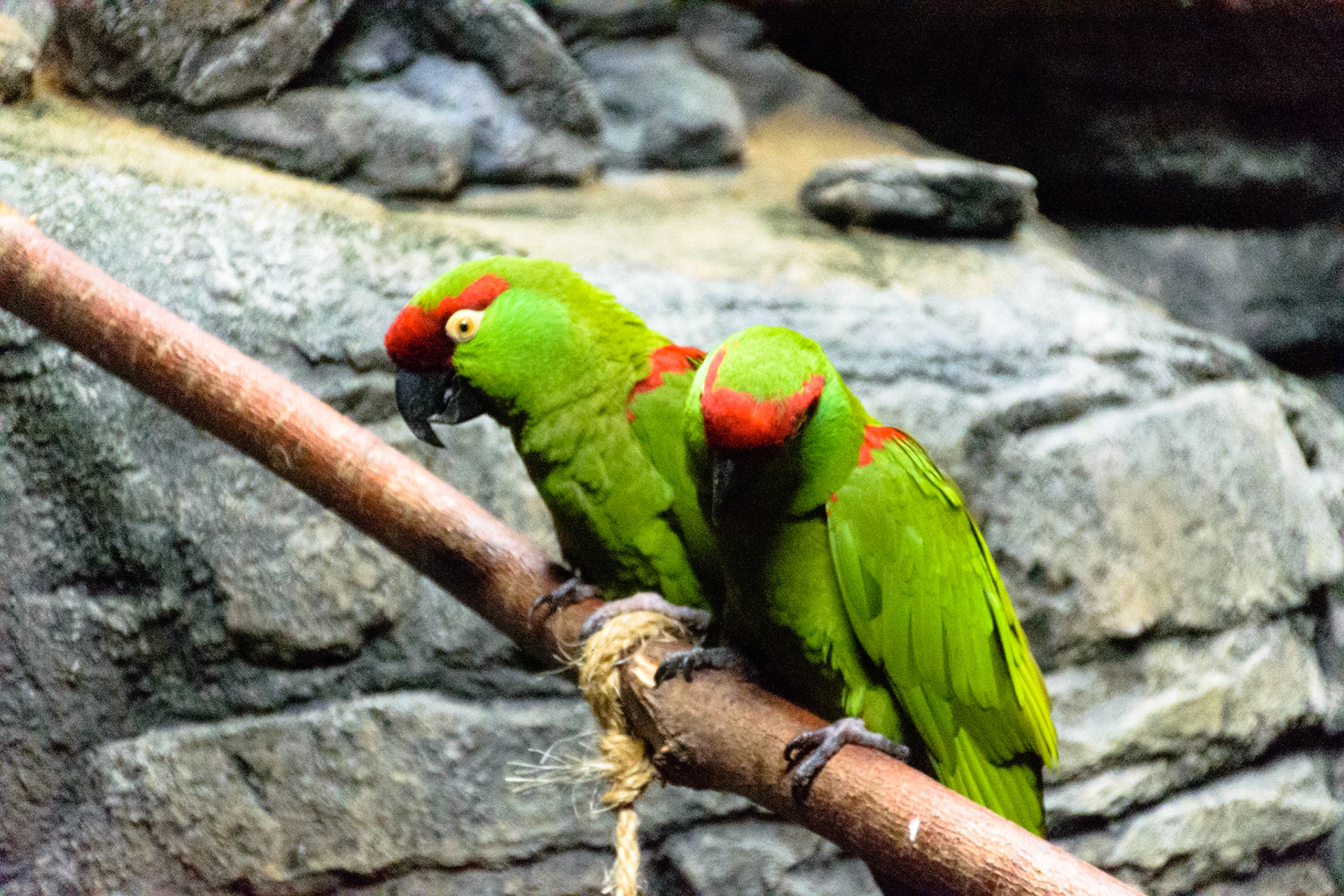 These brilliant green and red birds seem to be fond of one another.