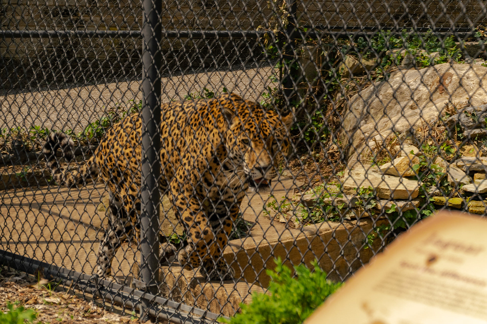 This leopard was showing us just how fast it can move by making a few laps around its enclosure.