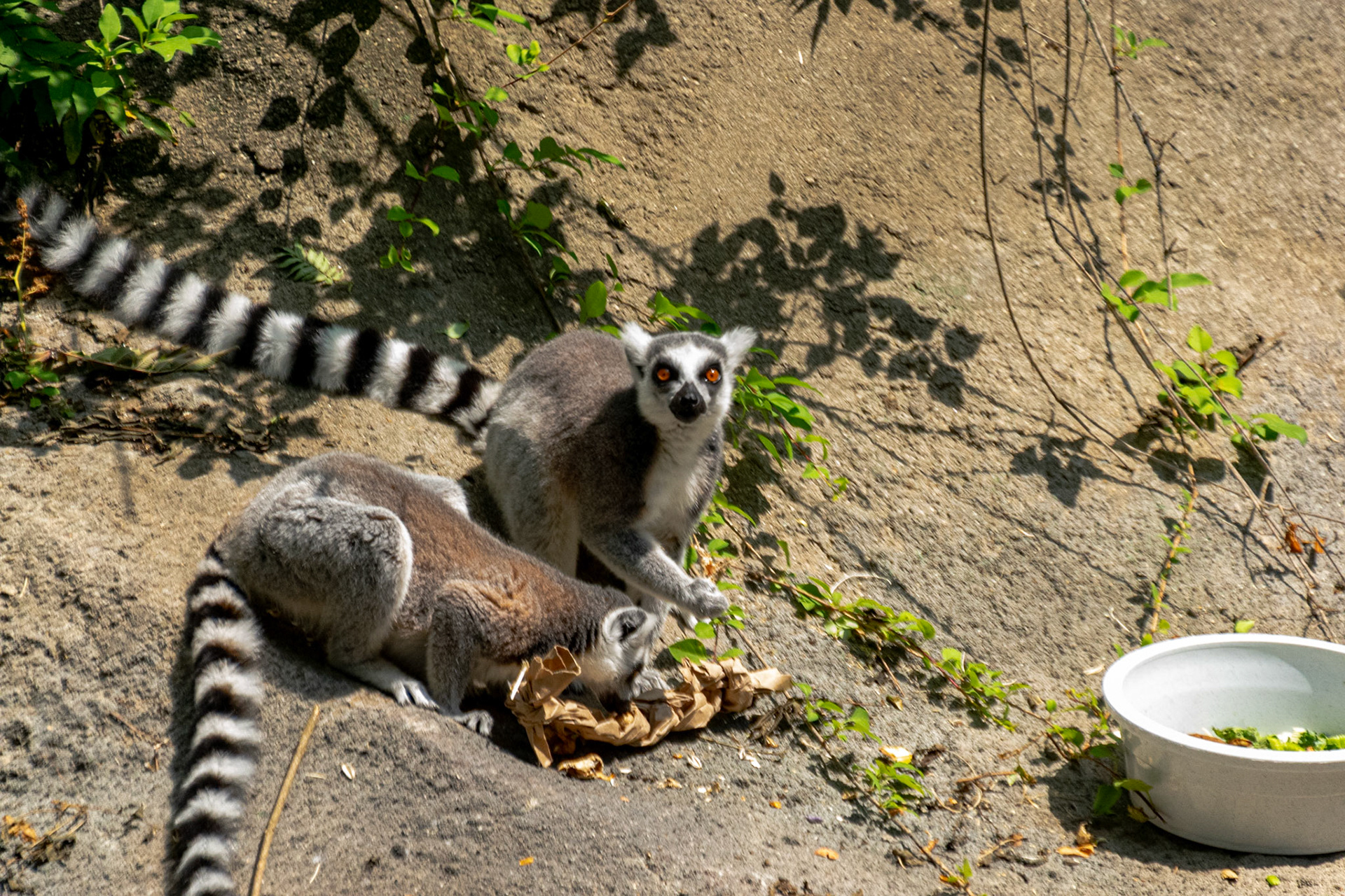 This lemur caught me interupting it's lunch.