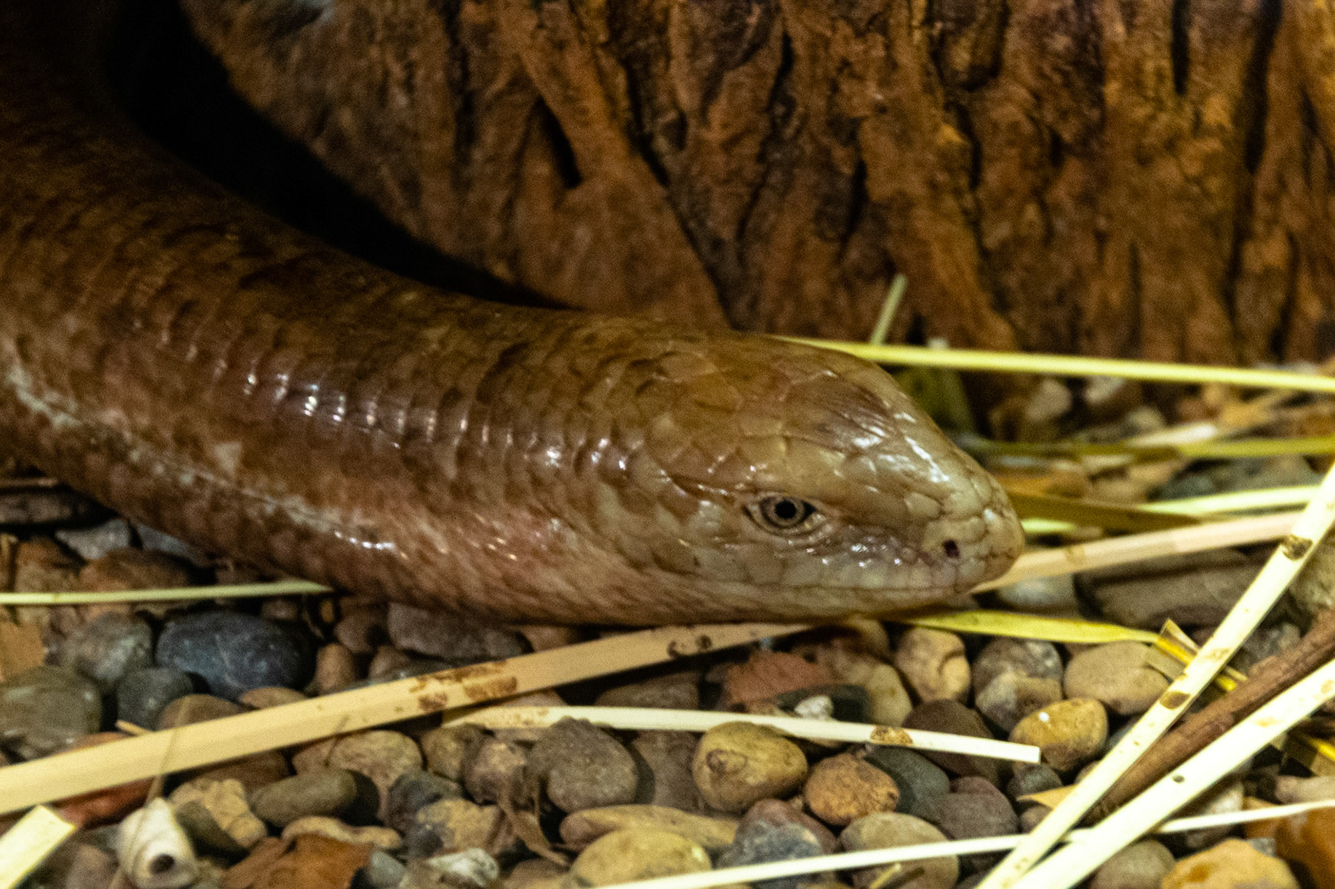 With a very appropriate name, this guy is undoubtably a legless lizard.