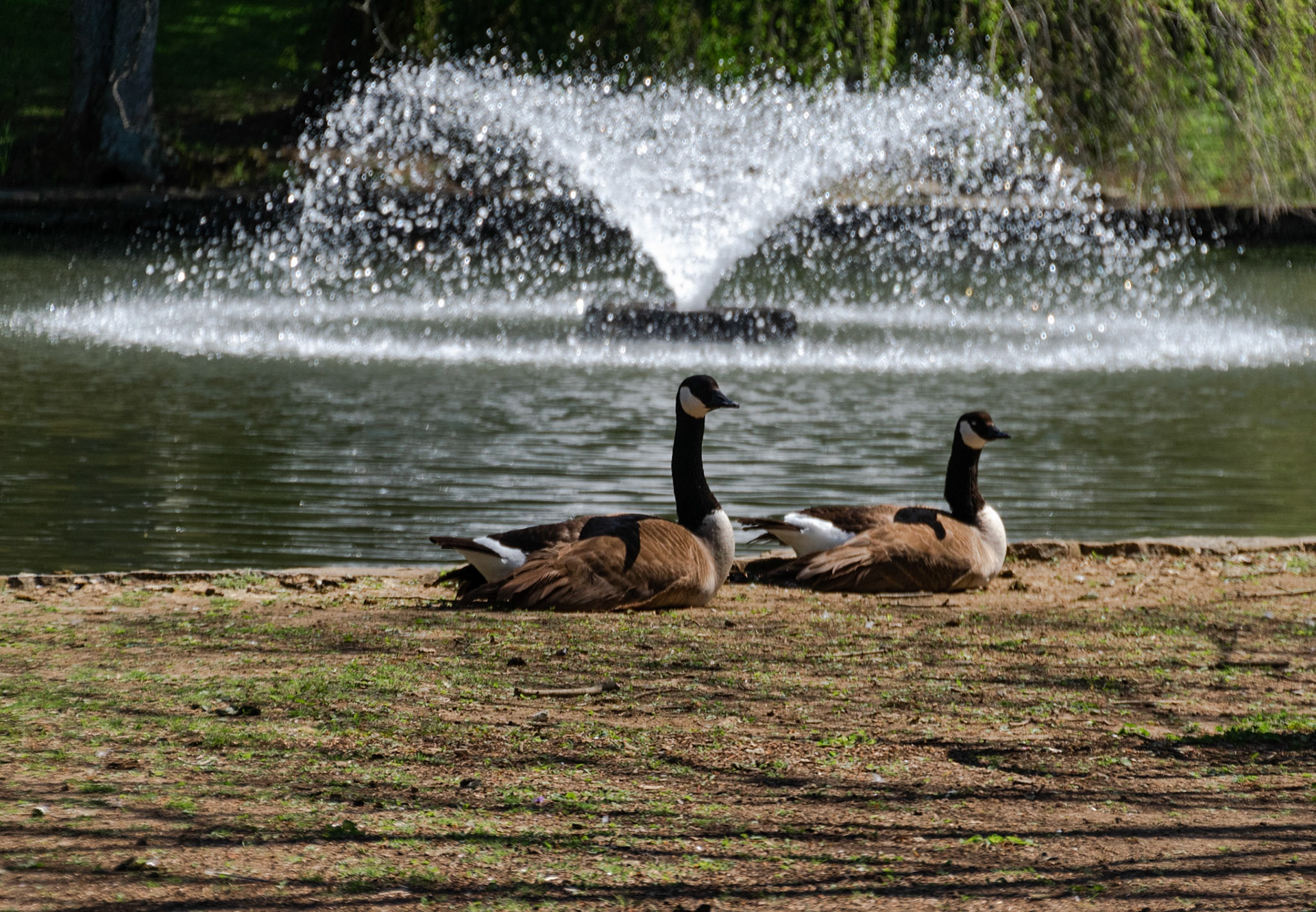 There were many geese enjoying their day at the cemetary.