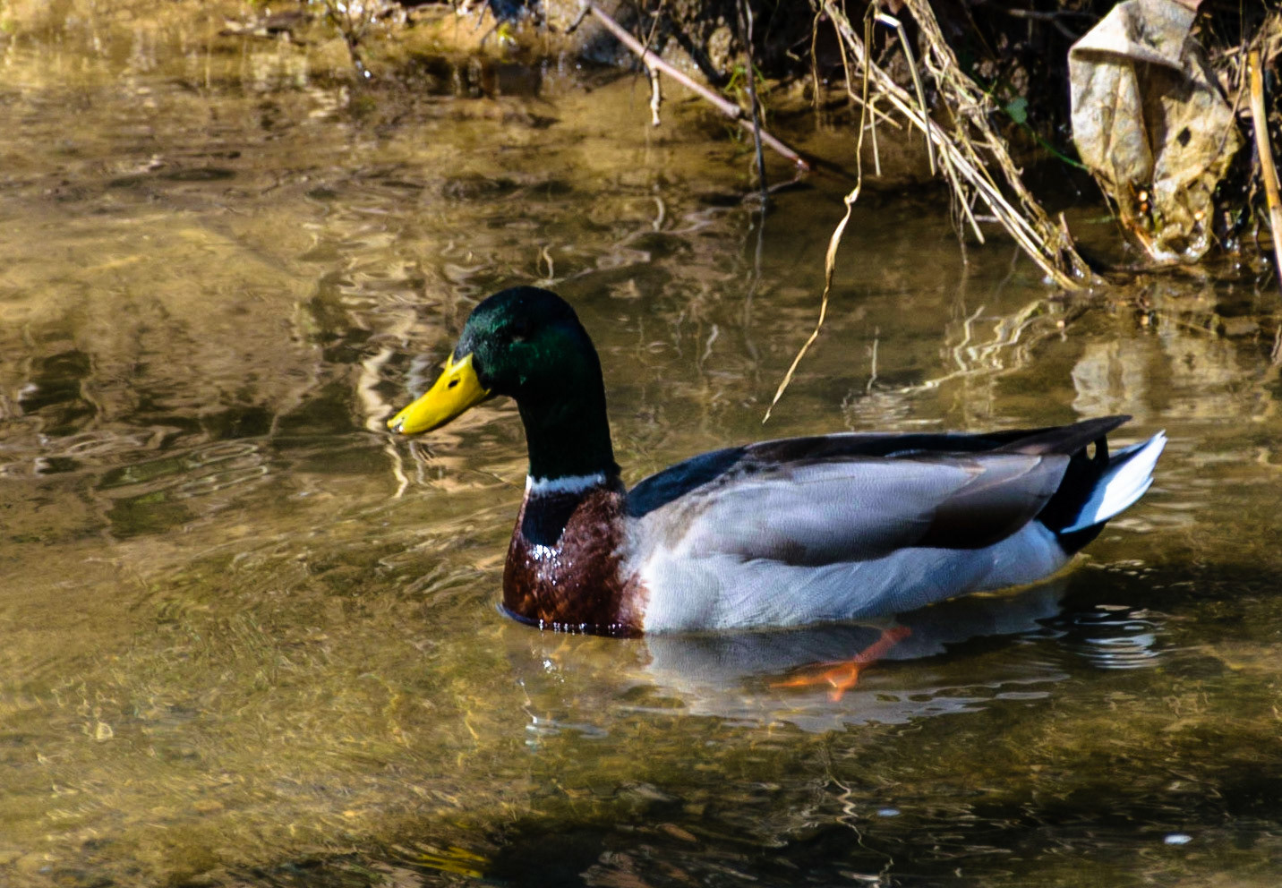 A better shot of the mallard shows off it's beautiful colors.