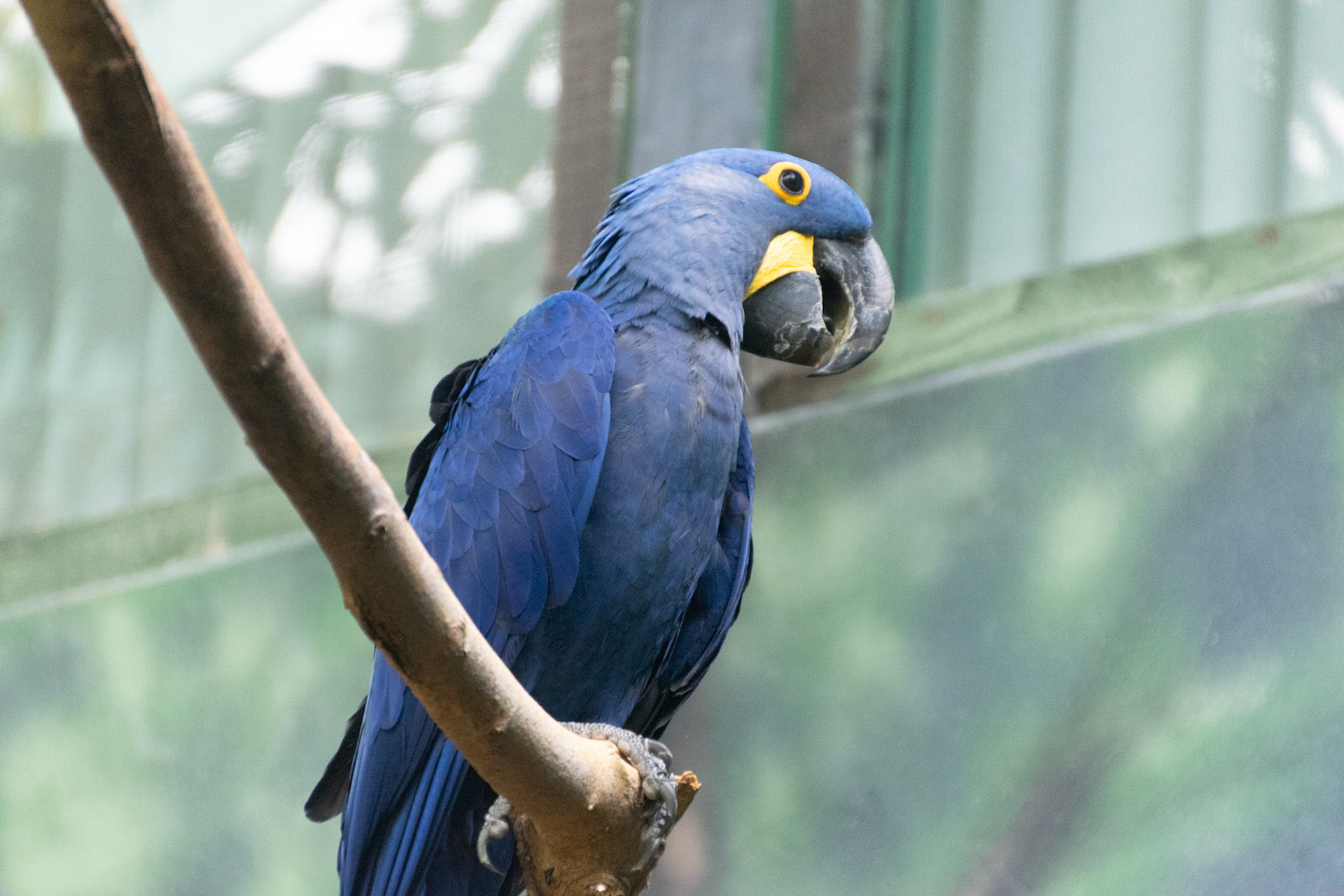 Look at the claws on this macaw!