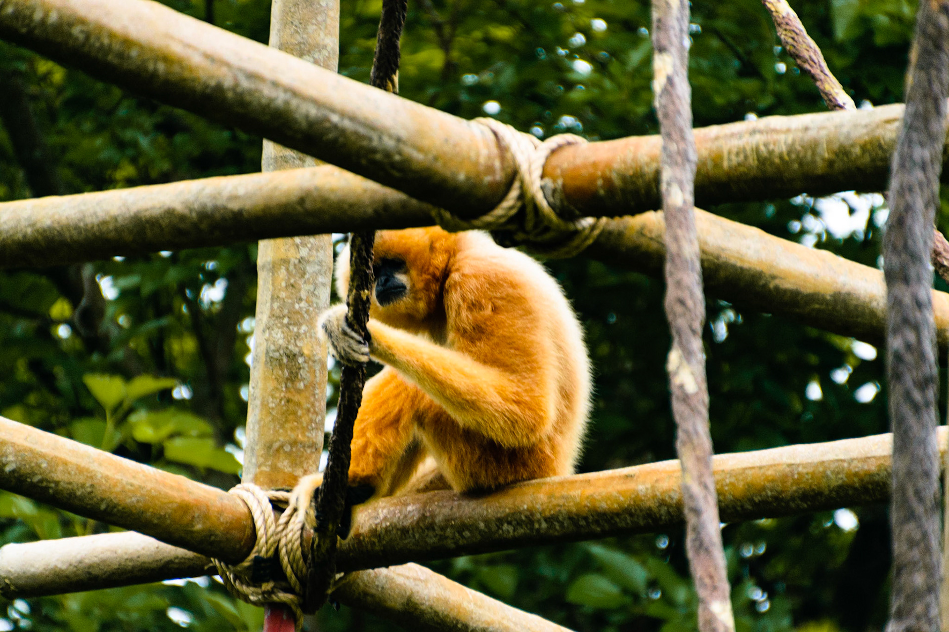 This gibbon sat high in his enclosure looking over the zoo.