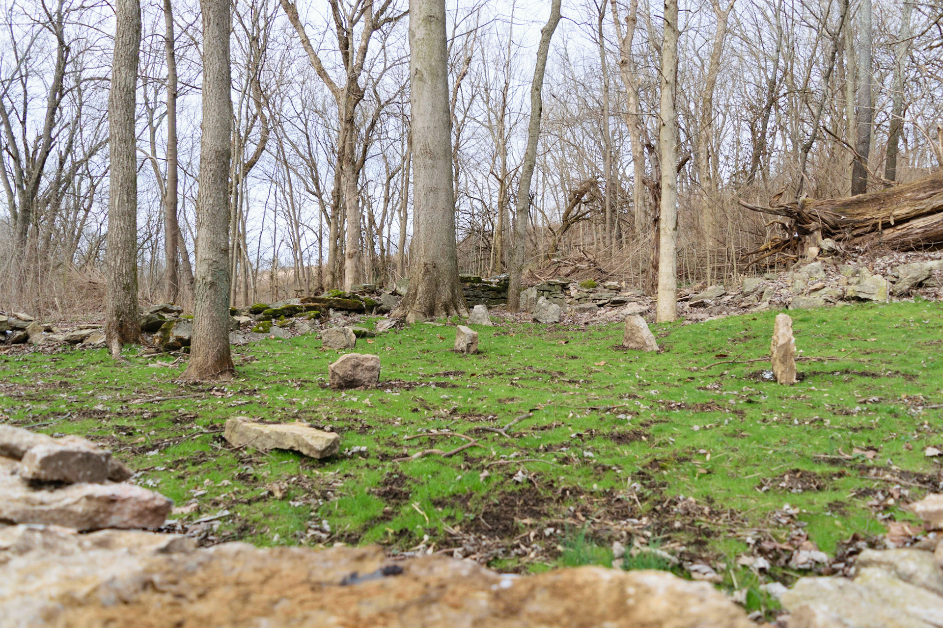 I found this little patch of green in the middle of all the brown in the woods.